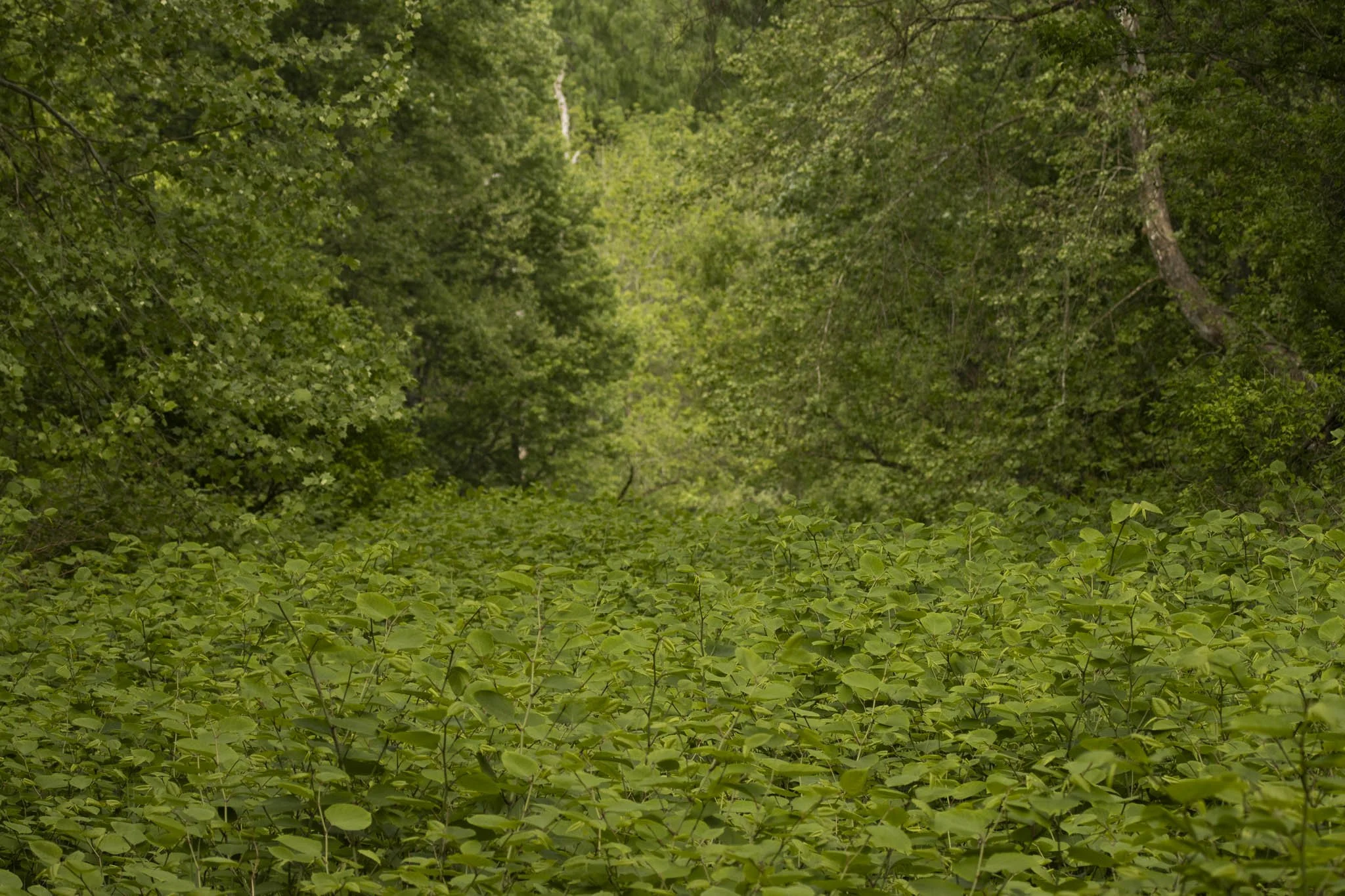 Low res animals-06.jpg