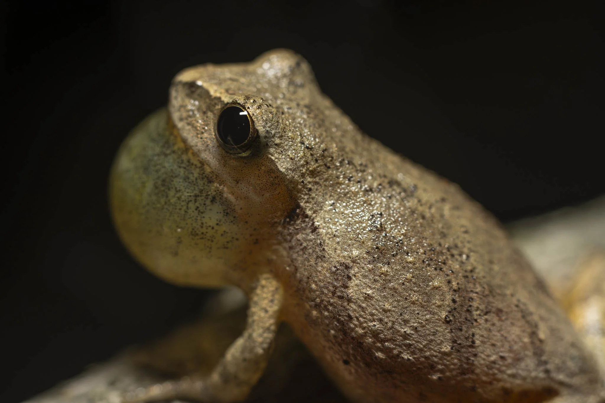 Low res animals-56.jpg