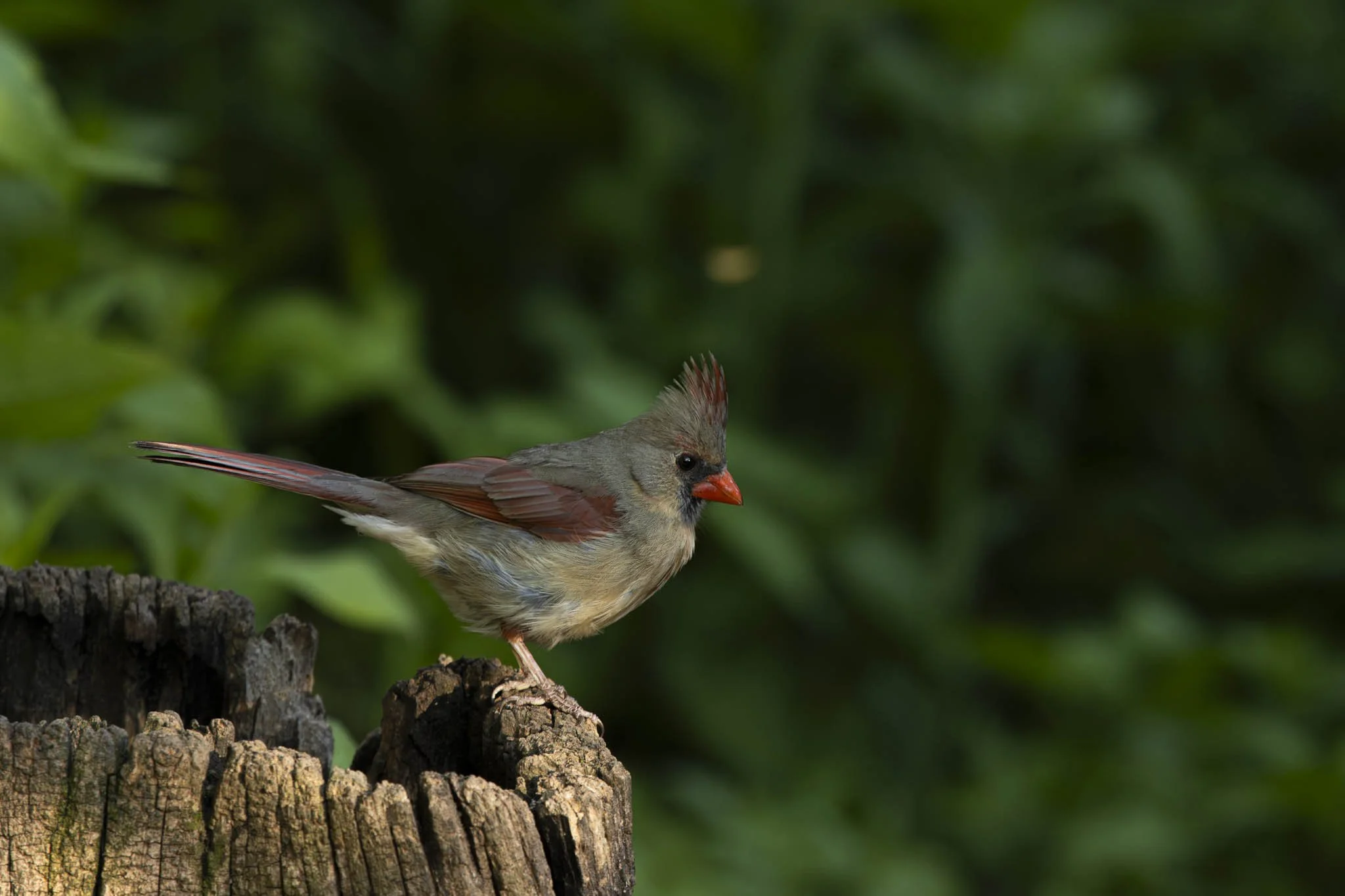 Low res animals-12.jpg