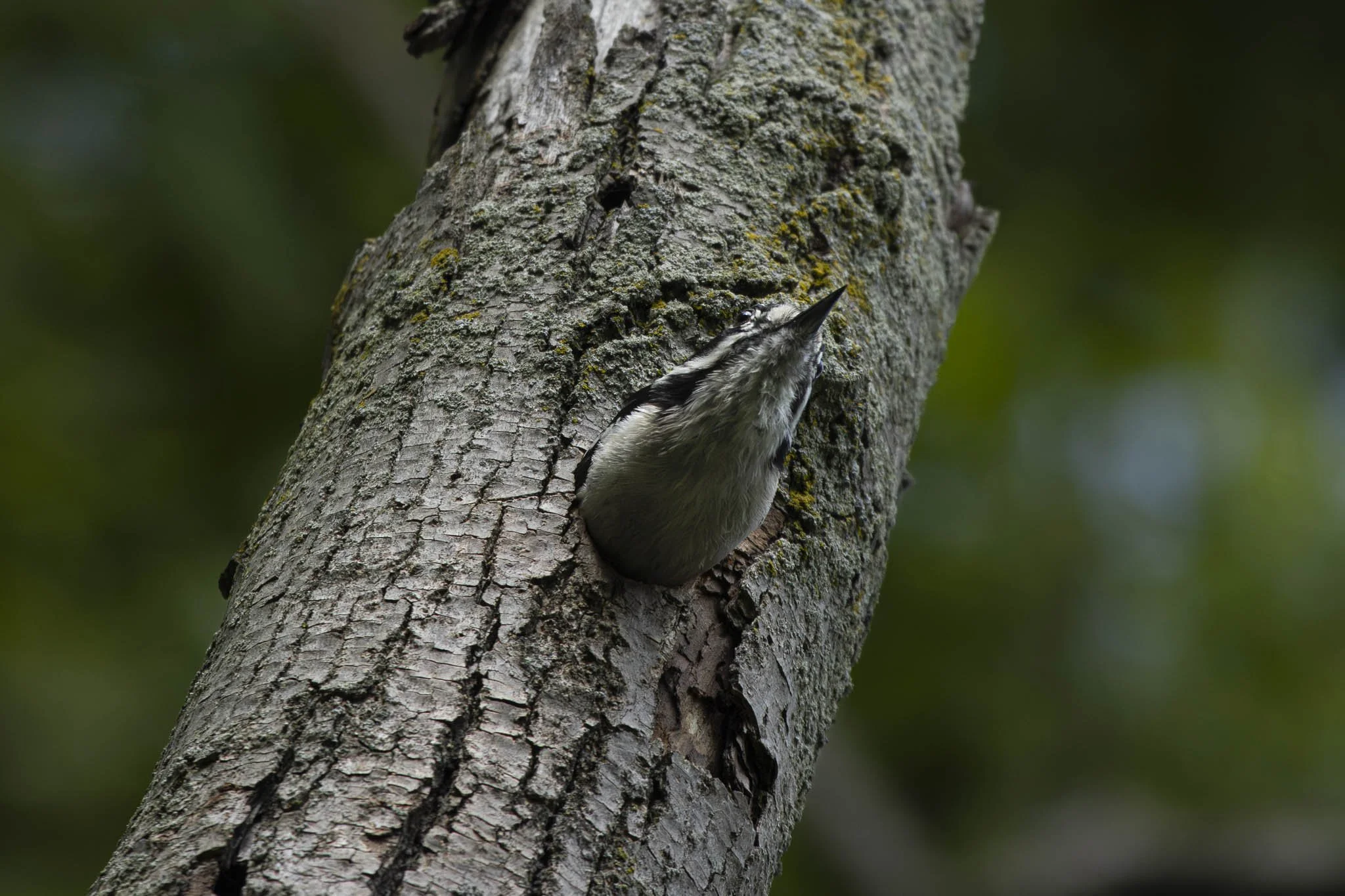 Low res animals-63.jpg