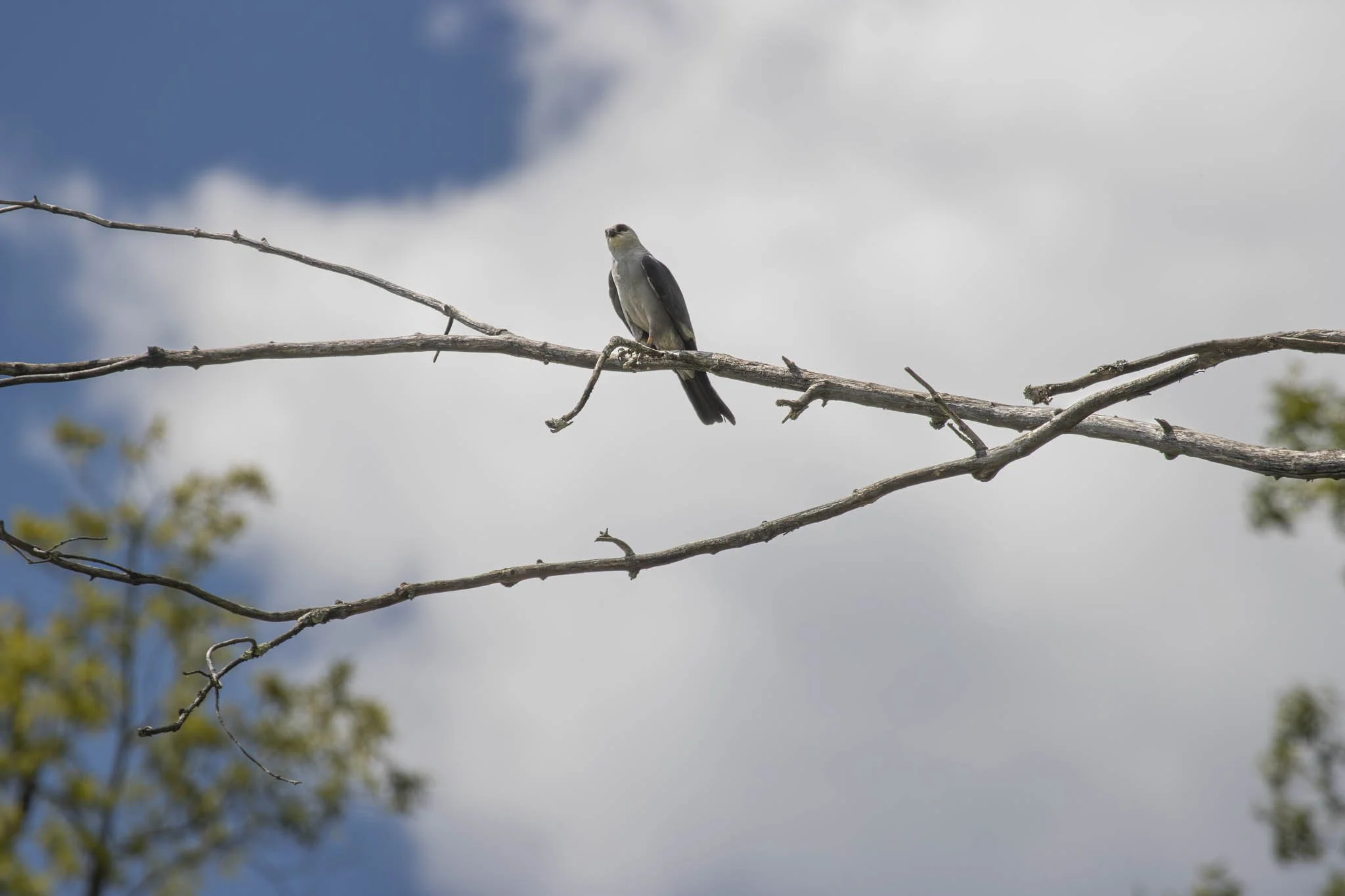 Low res animals-43.jpg