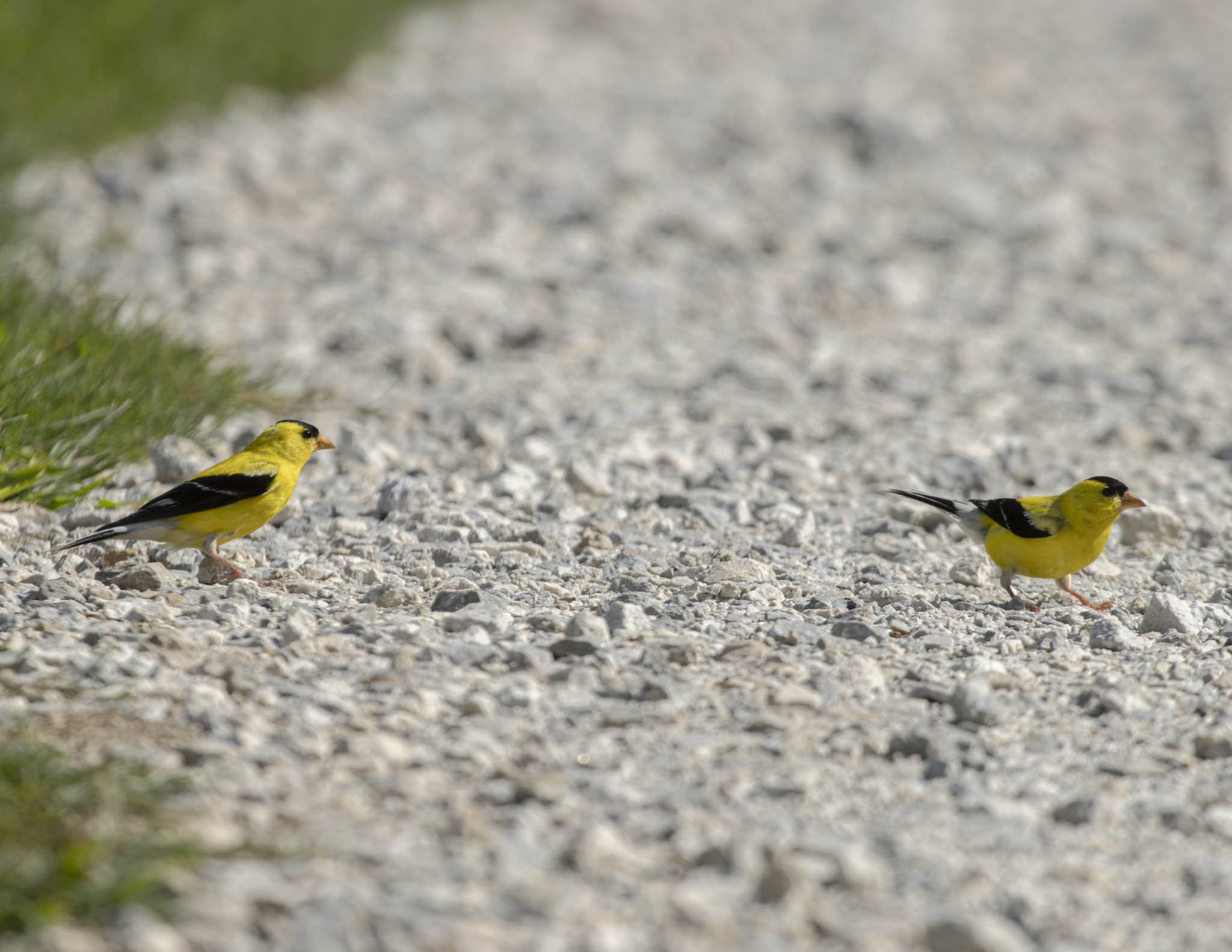 Low res animals-44.jpg