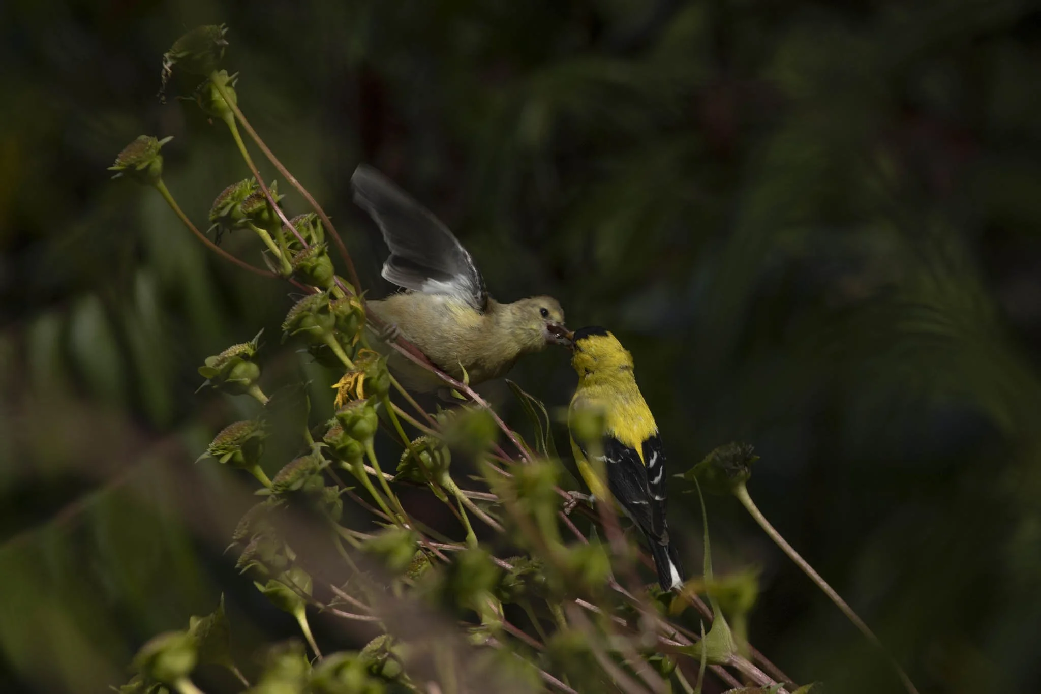 Low res animals-46.jpg