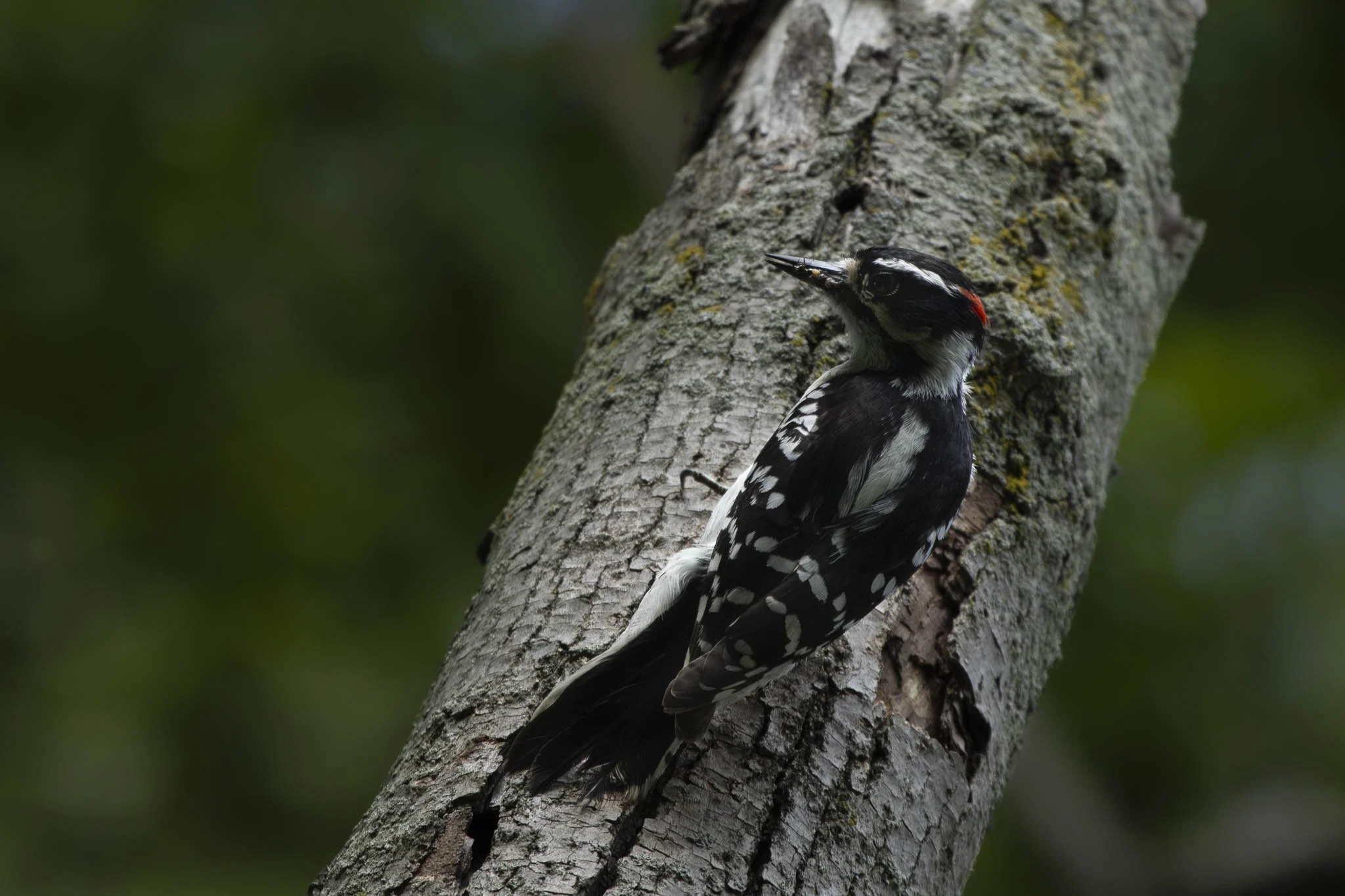 Low res animals-62.jpg