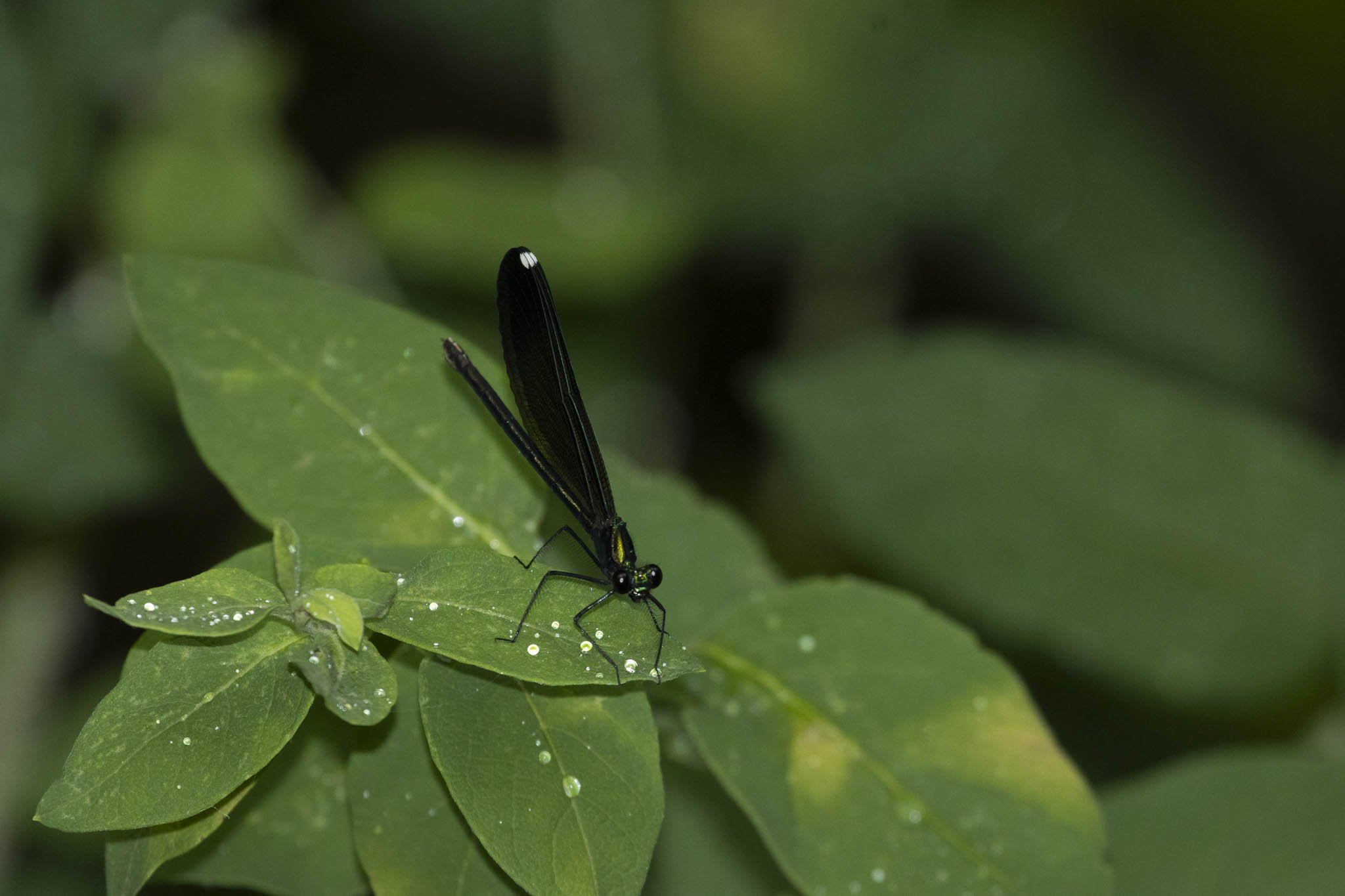 Low res animals-32.jpg