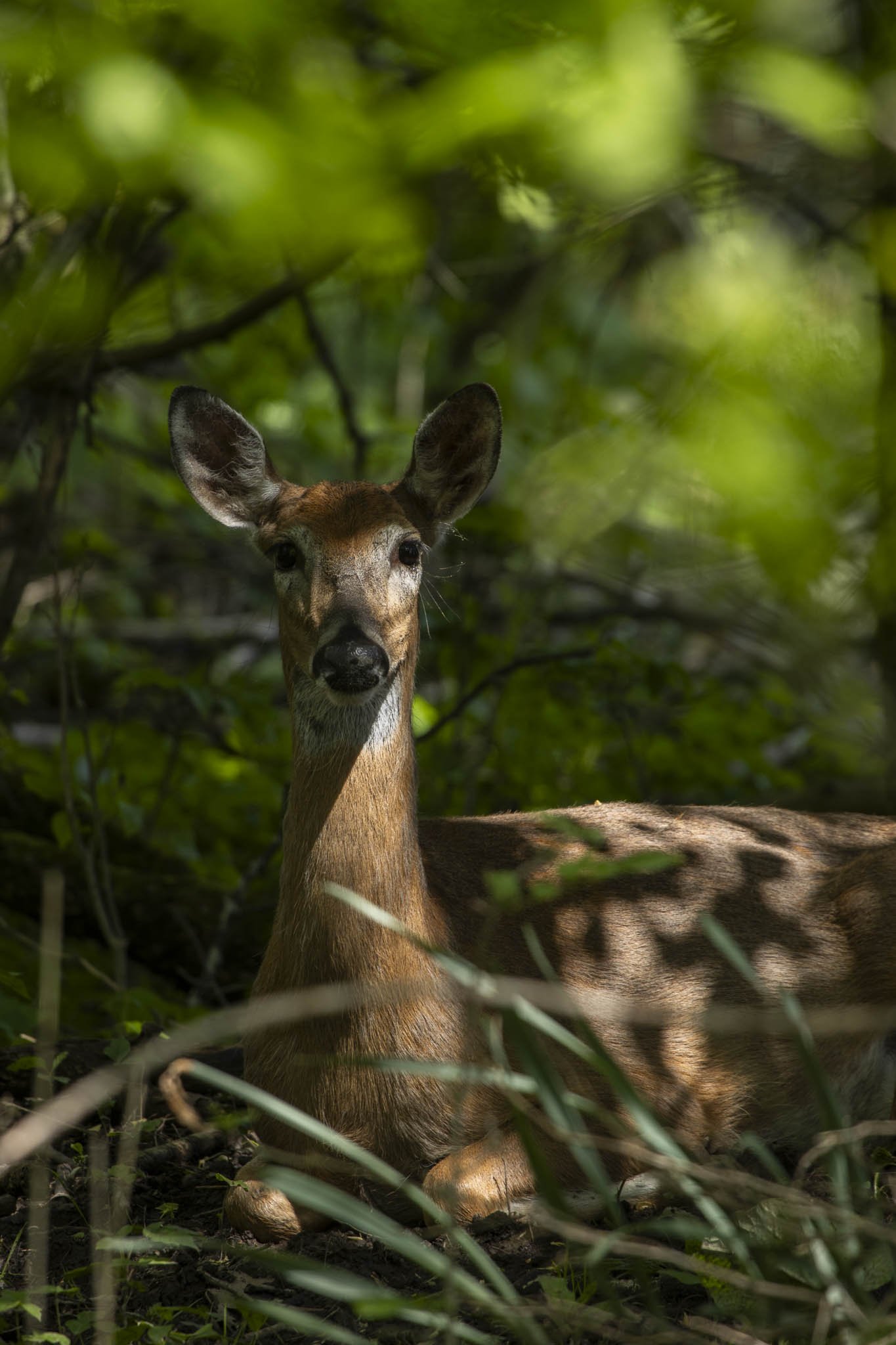 Low res animals-15.jpg