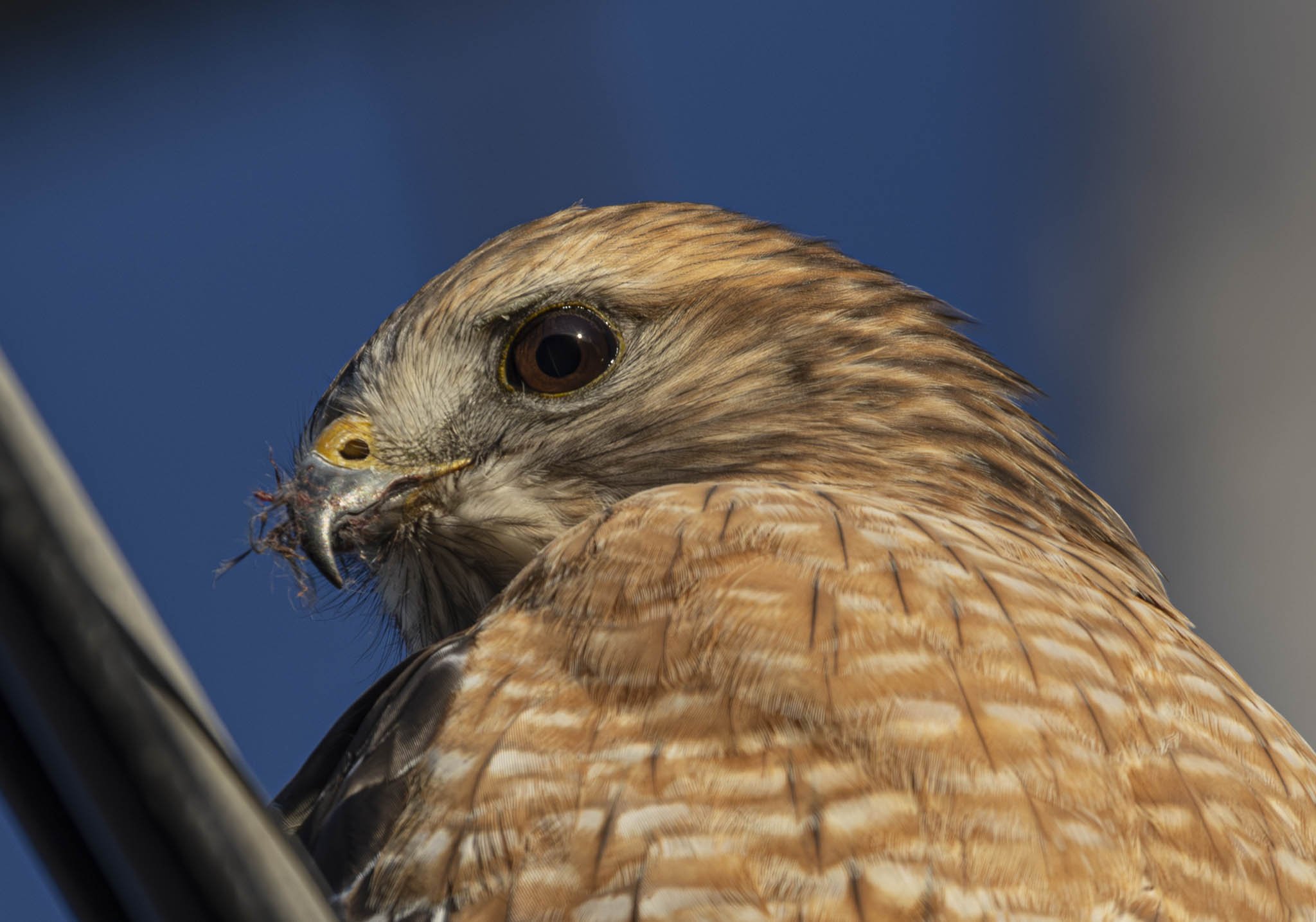 Low res animals-52.jpg