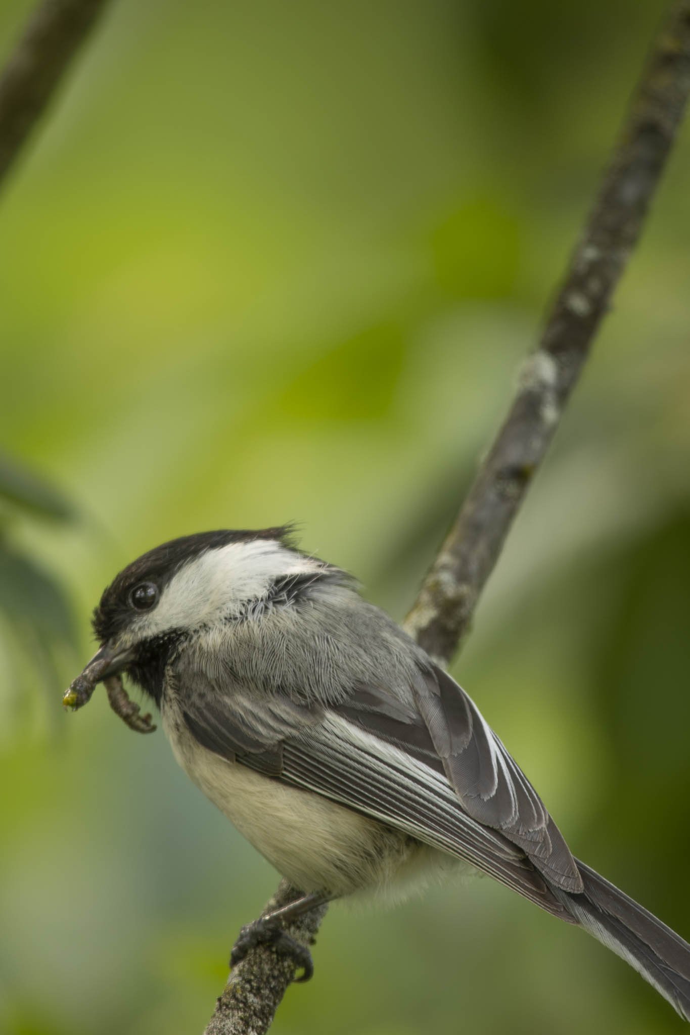 Low res animals-08.jpg