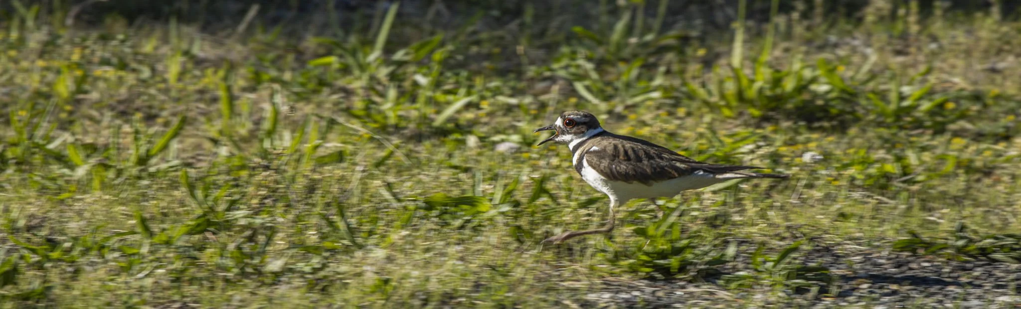 Low res animals-13.jpg