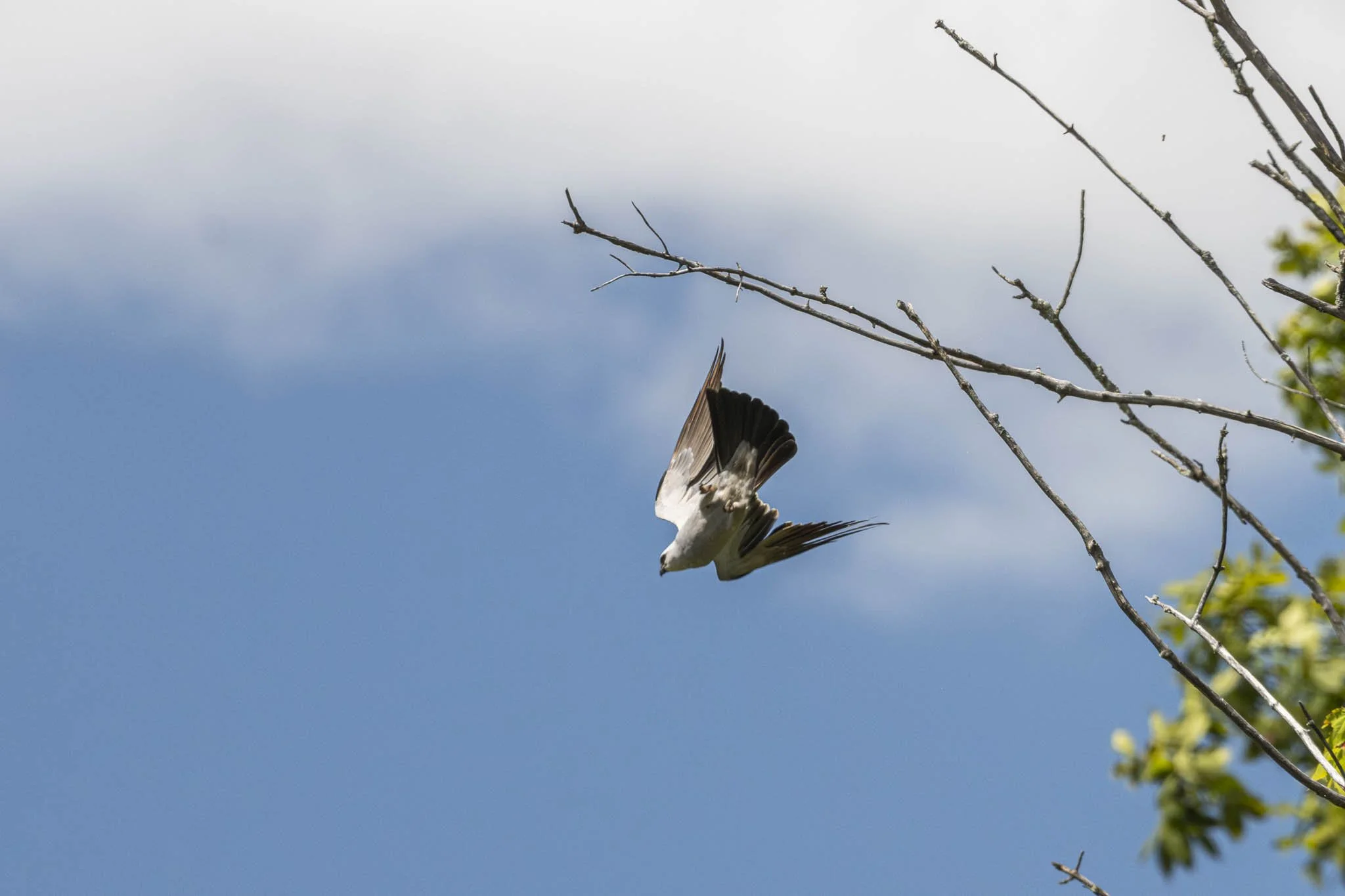 Low res animals-38.jpg