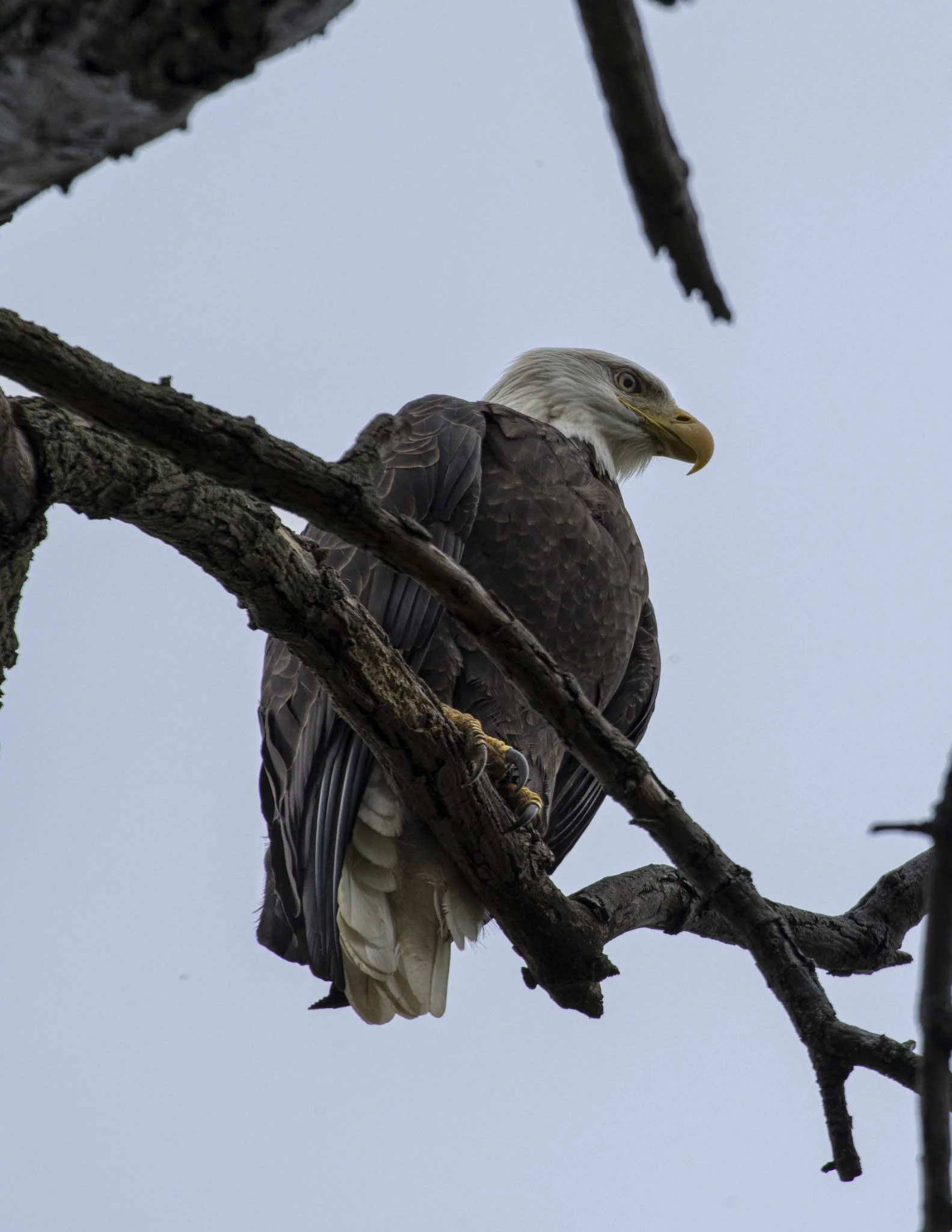 Low res animals-4.jpg