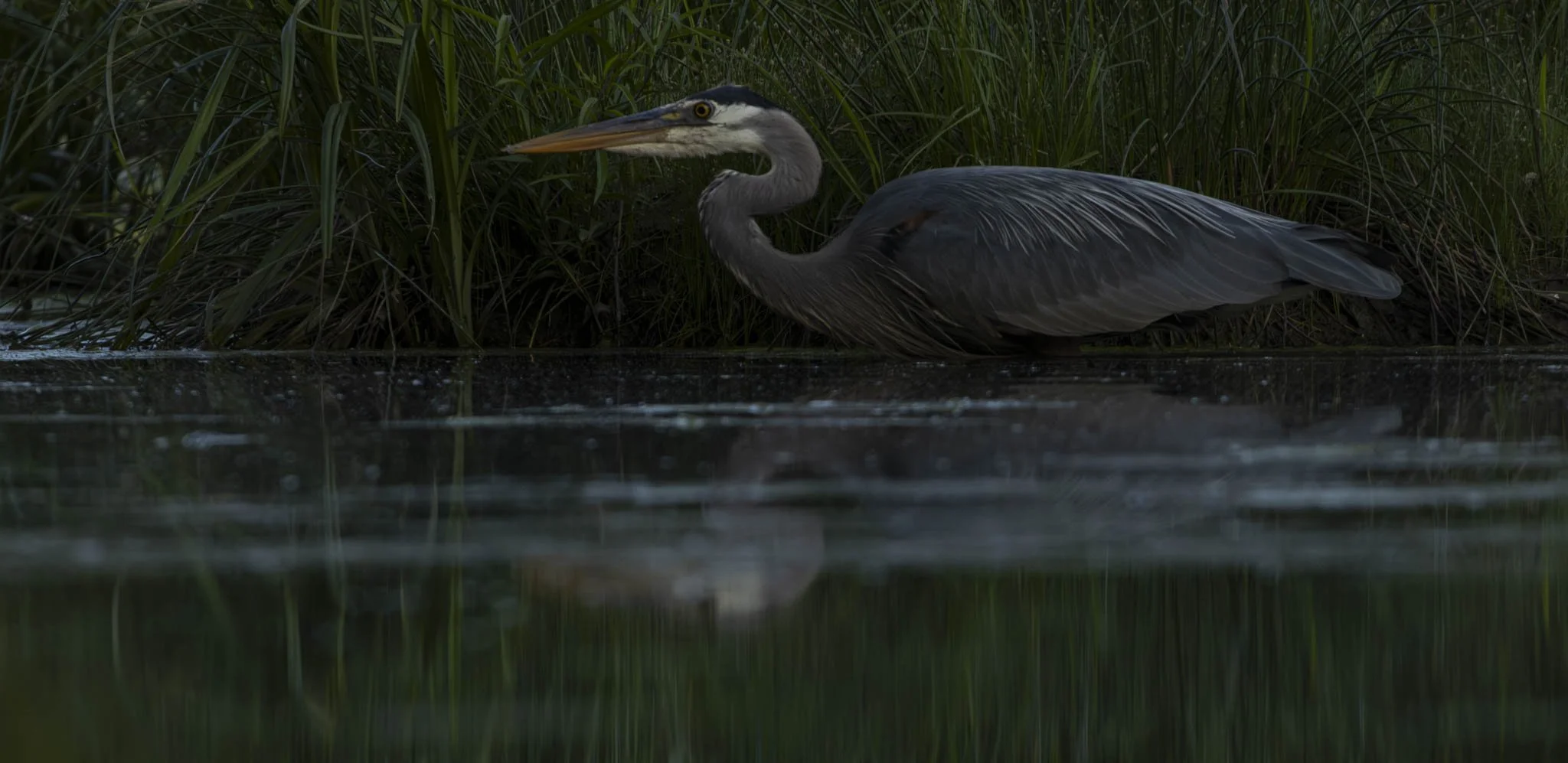 Low res animals-20.jpg