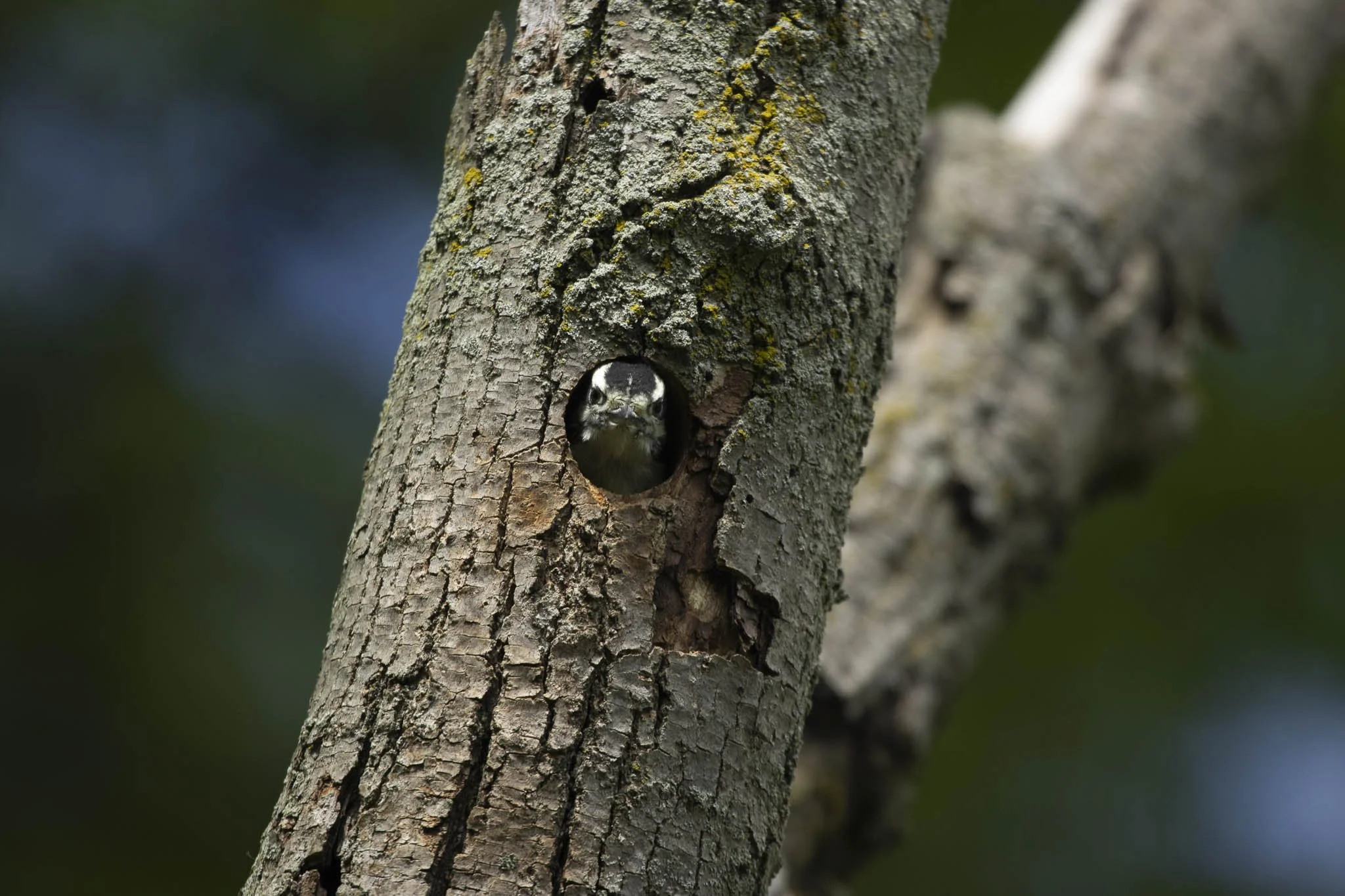 Low res animals-28.jpg