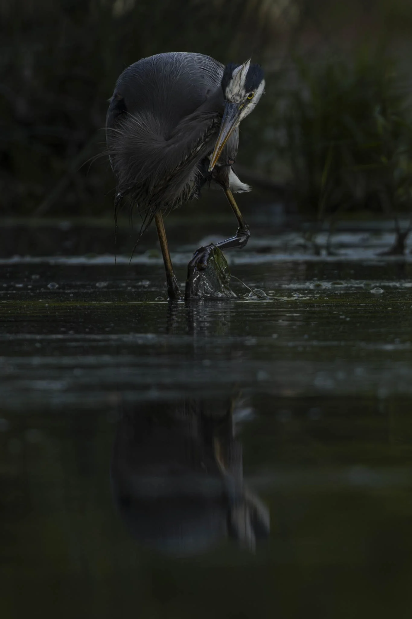 Low res animals-22.jpg