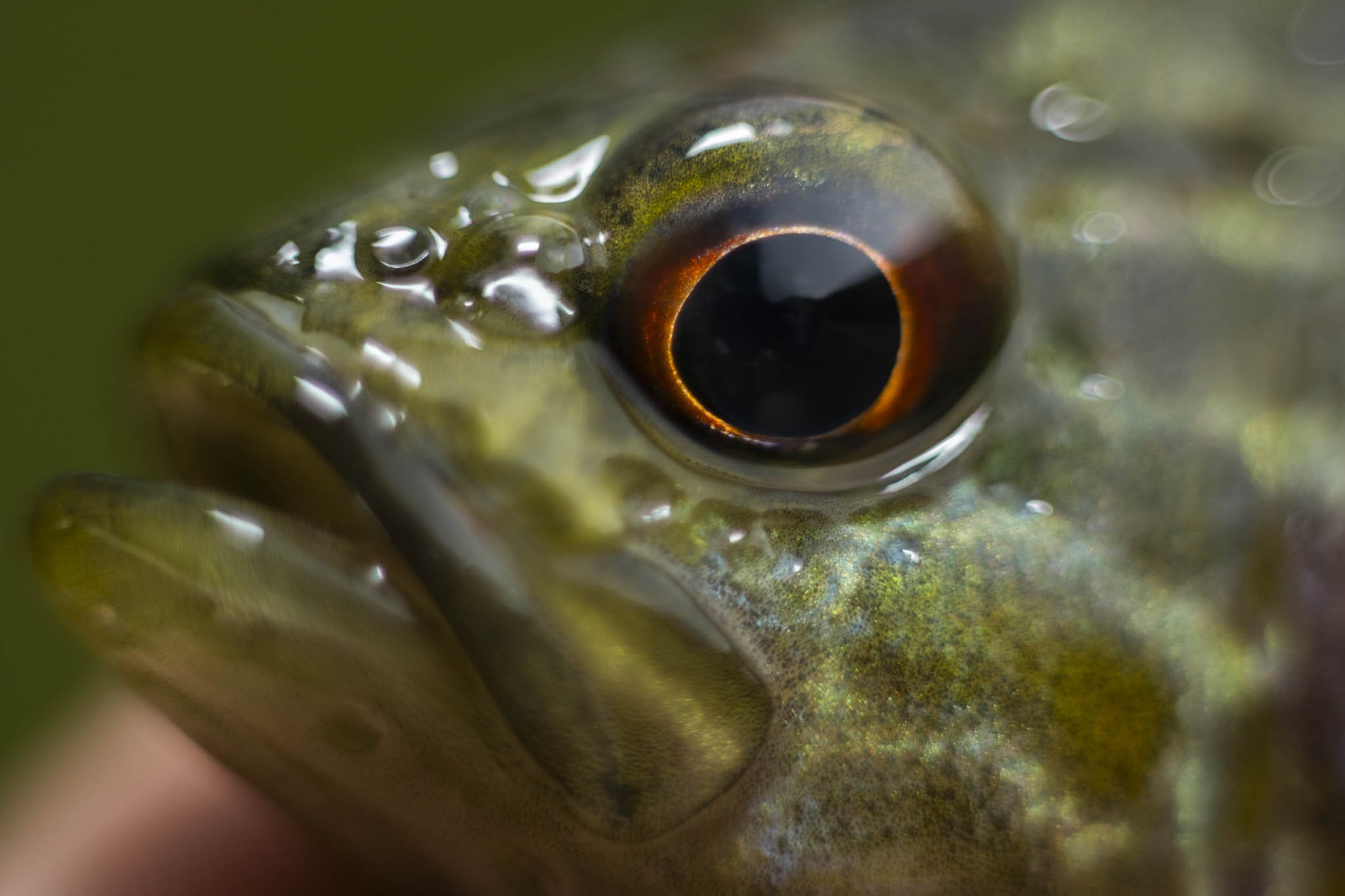 Low res animals-17.jpg