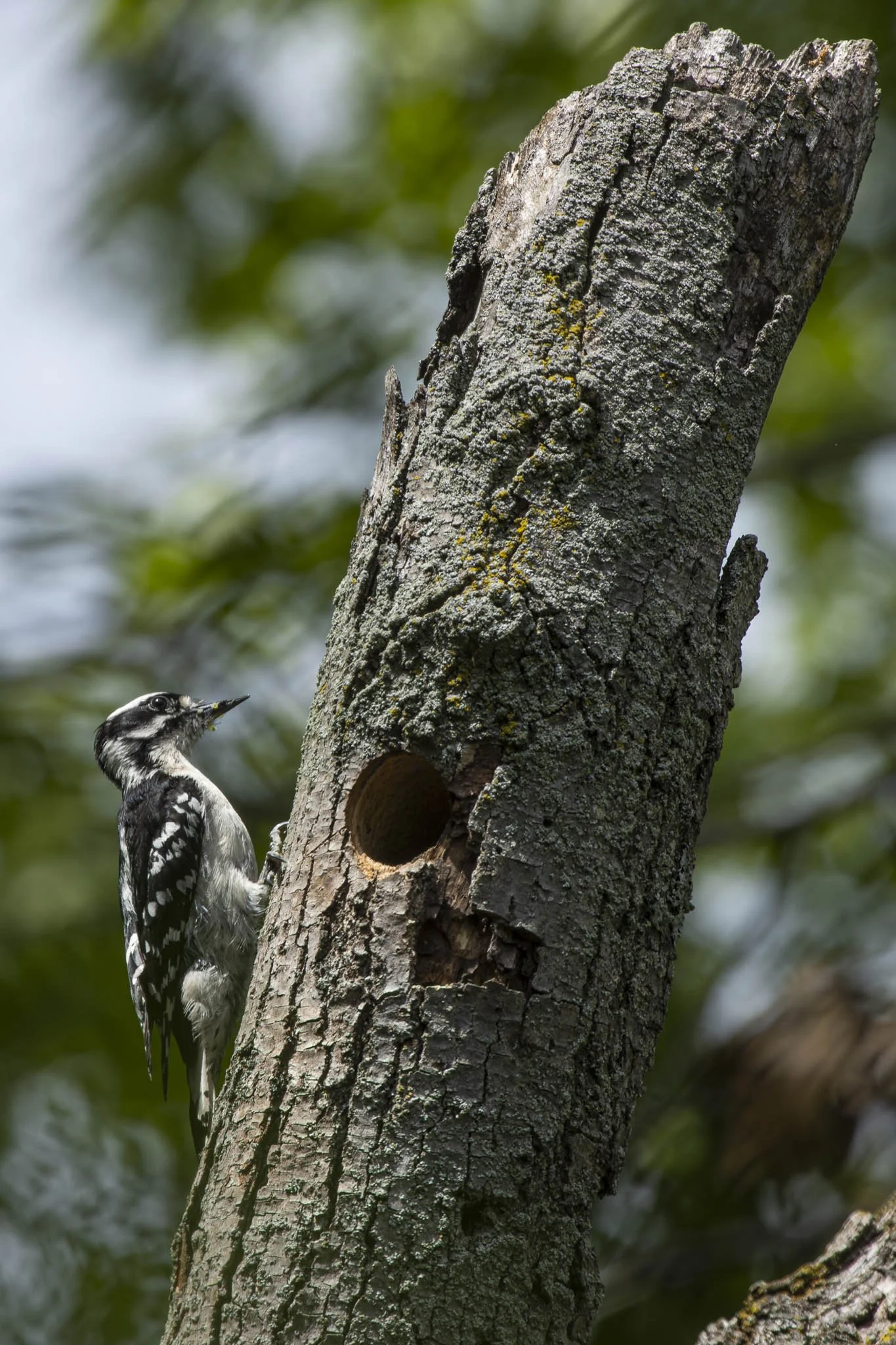 Low res animals-59.jpg