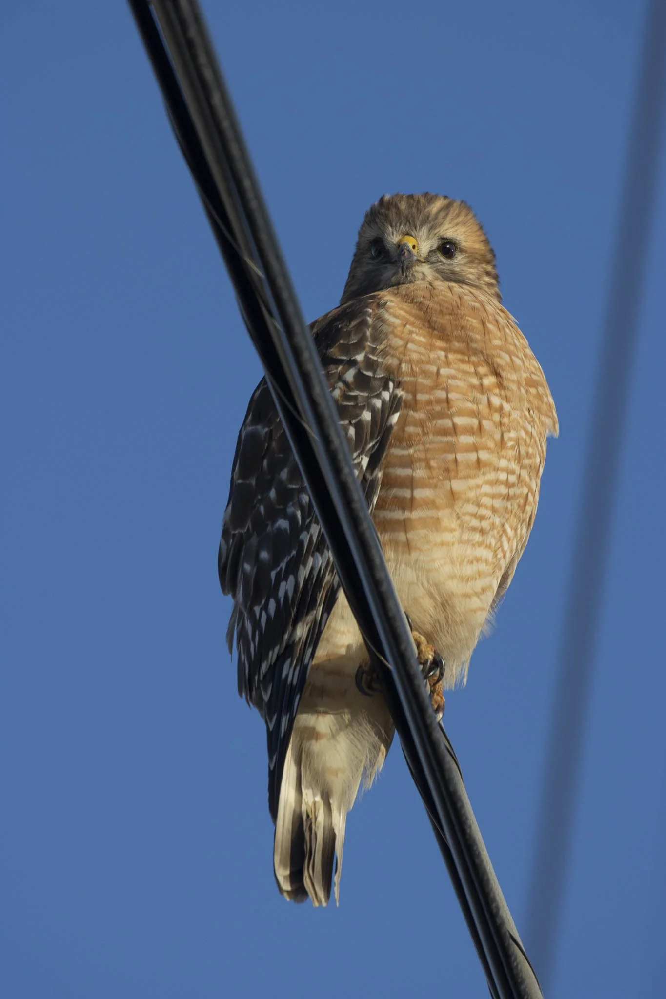 Low res animals-49.jpg