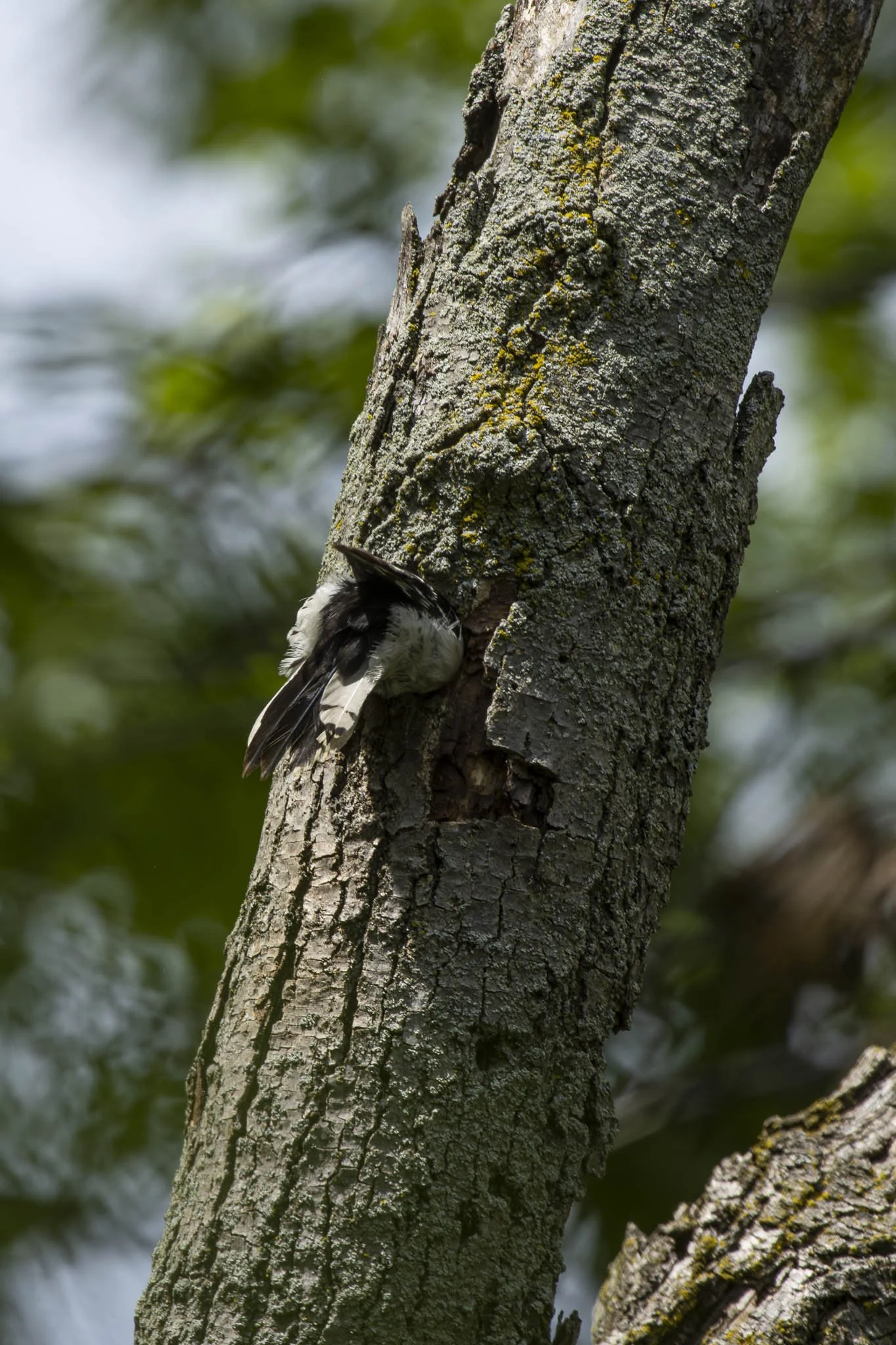 Low res animals-61.jpg