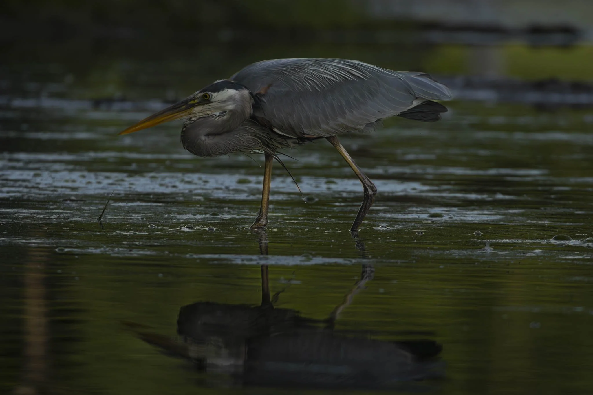 Low res animals-25.jpg