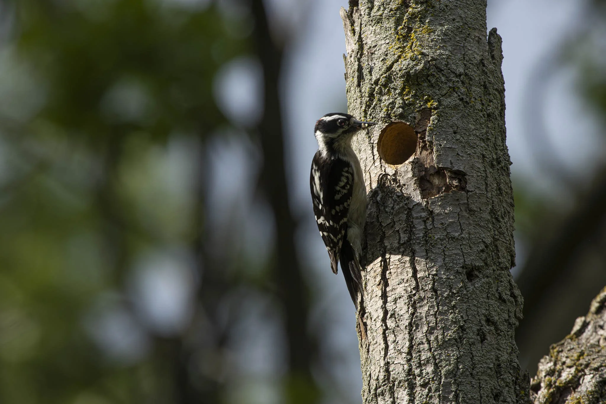 Low res animals-64.jpg