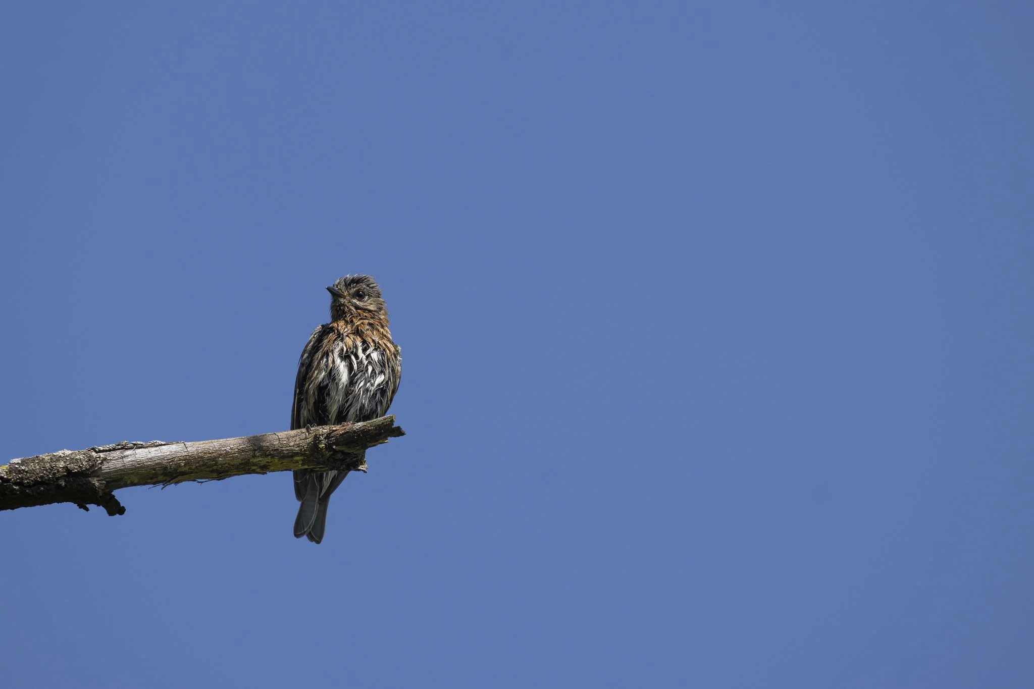 Low res animals-16.jpg