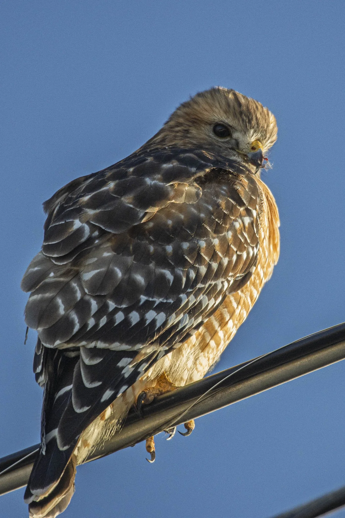 Low res animals-48.jpg