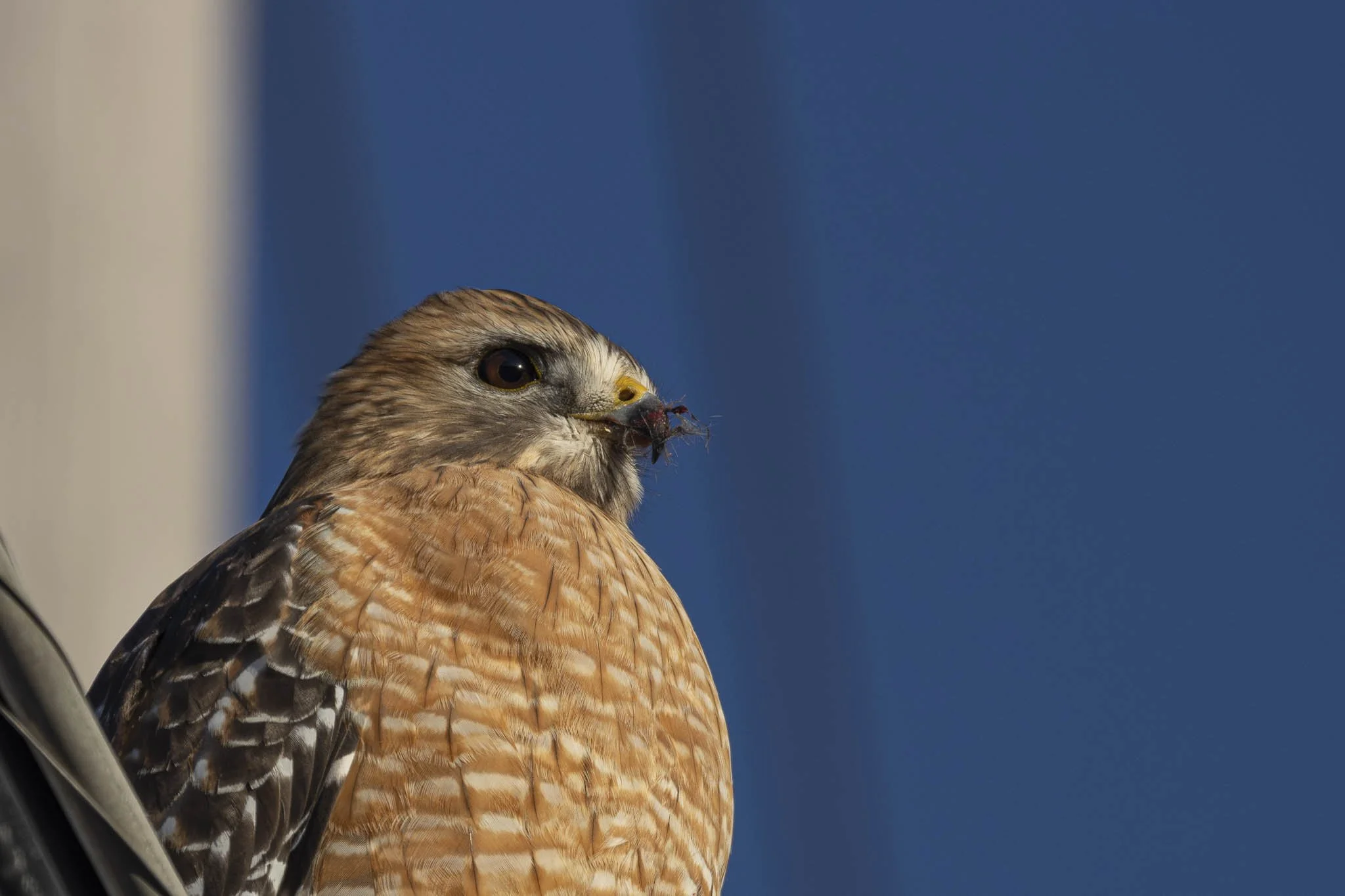 Low res animals-50.jpg