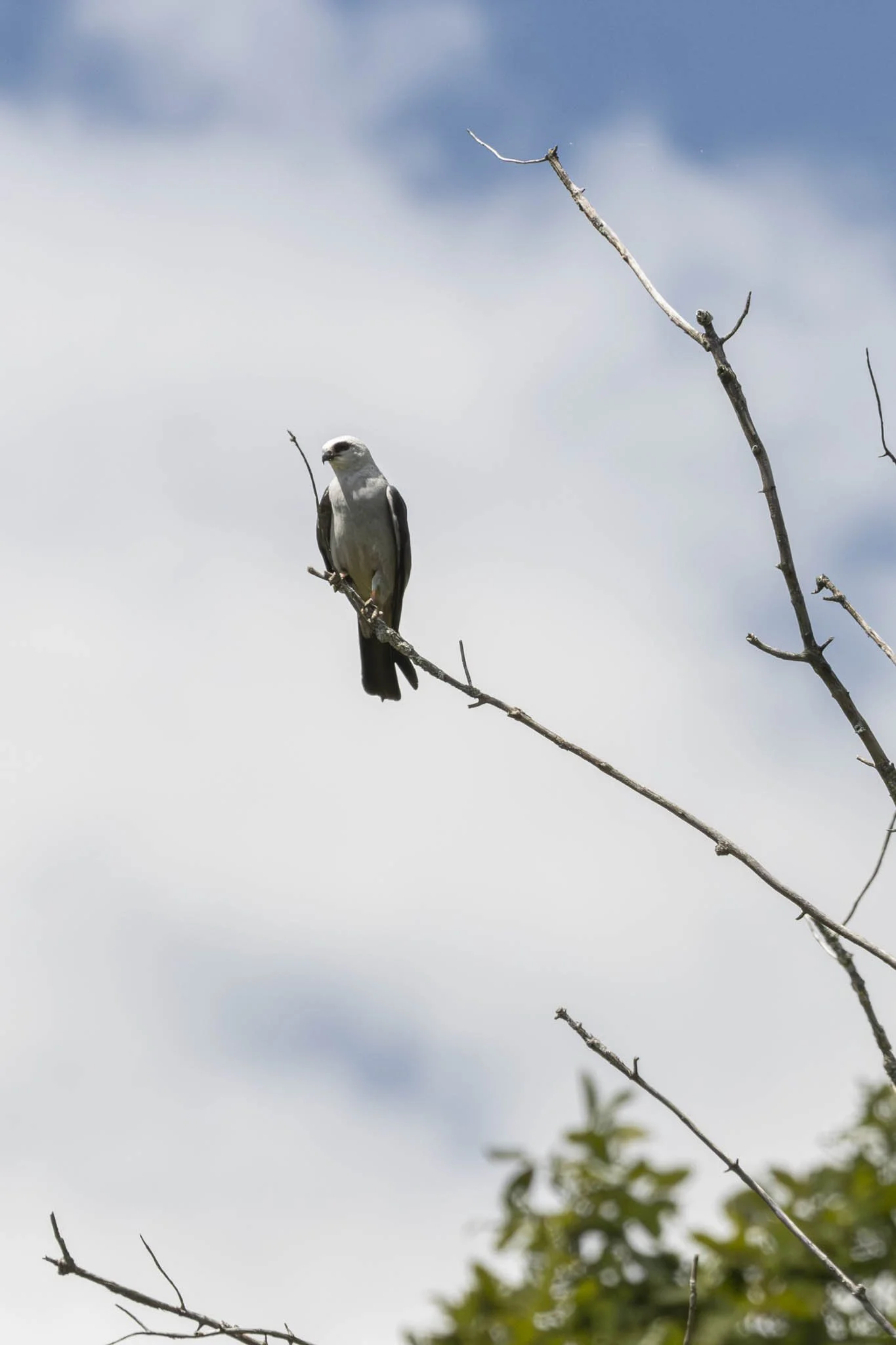 Low res animals-39.jpg