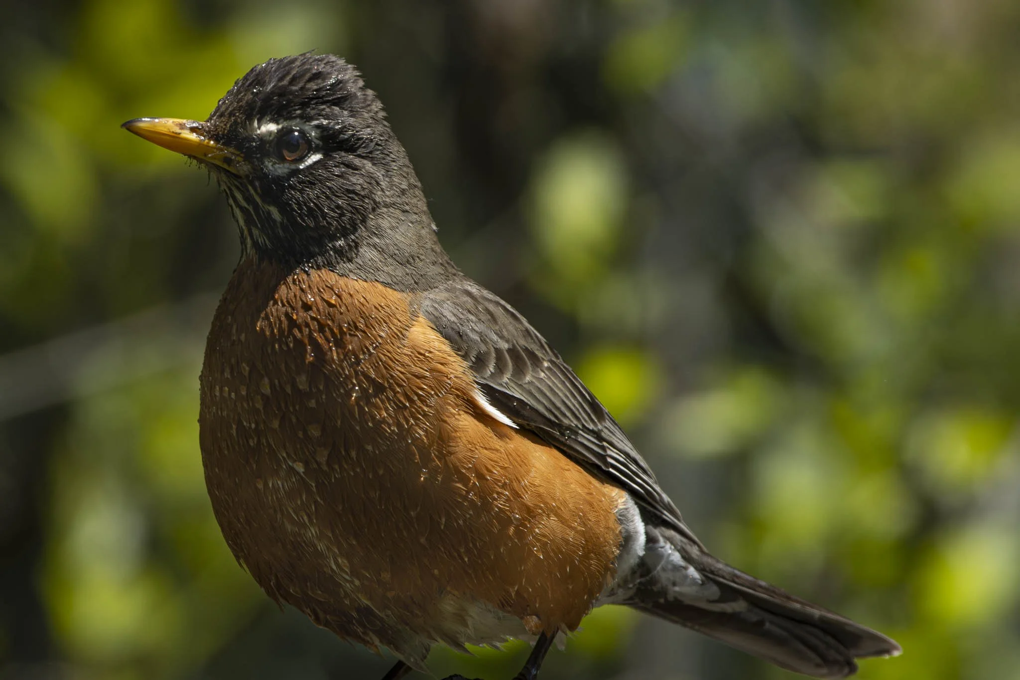 Low res animals-58.jpg