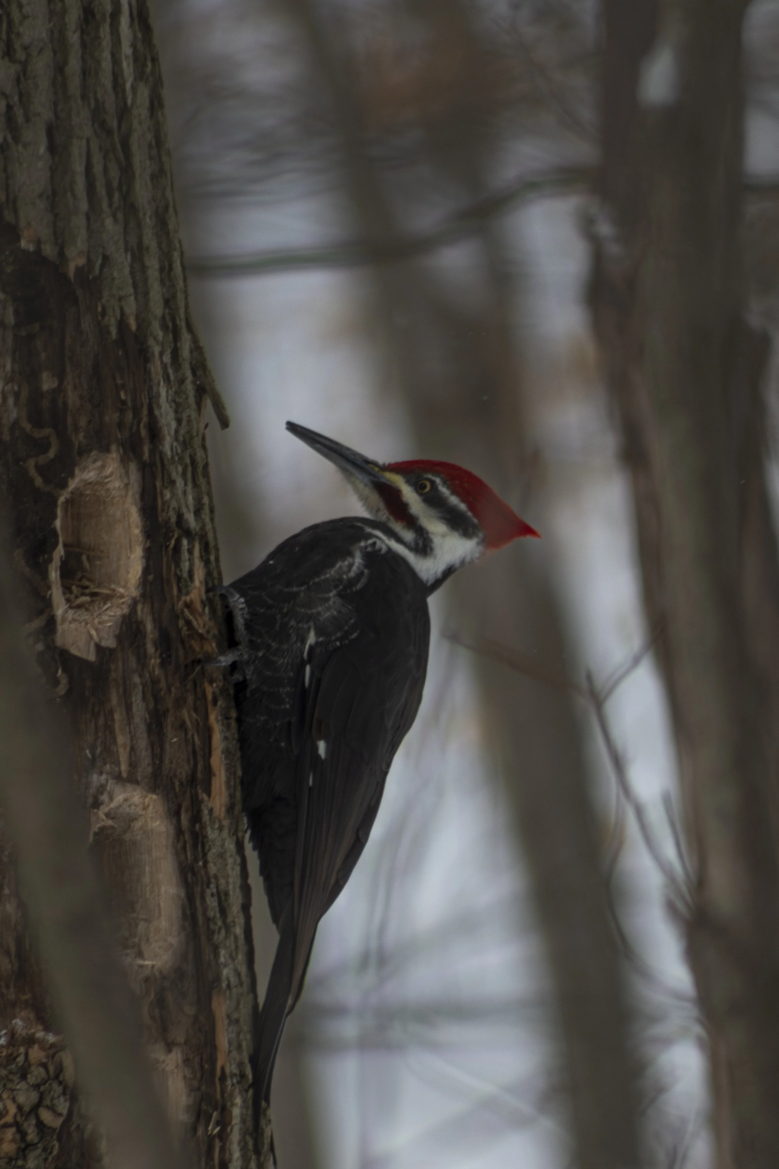 Pileated WoodPecker-8.jpg