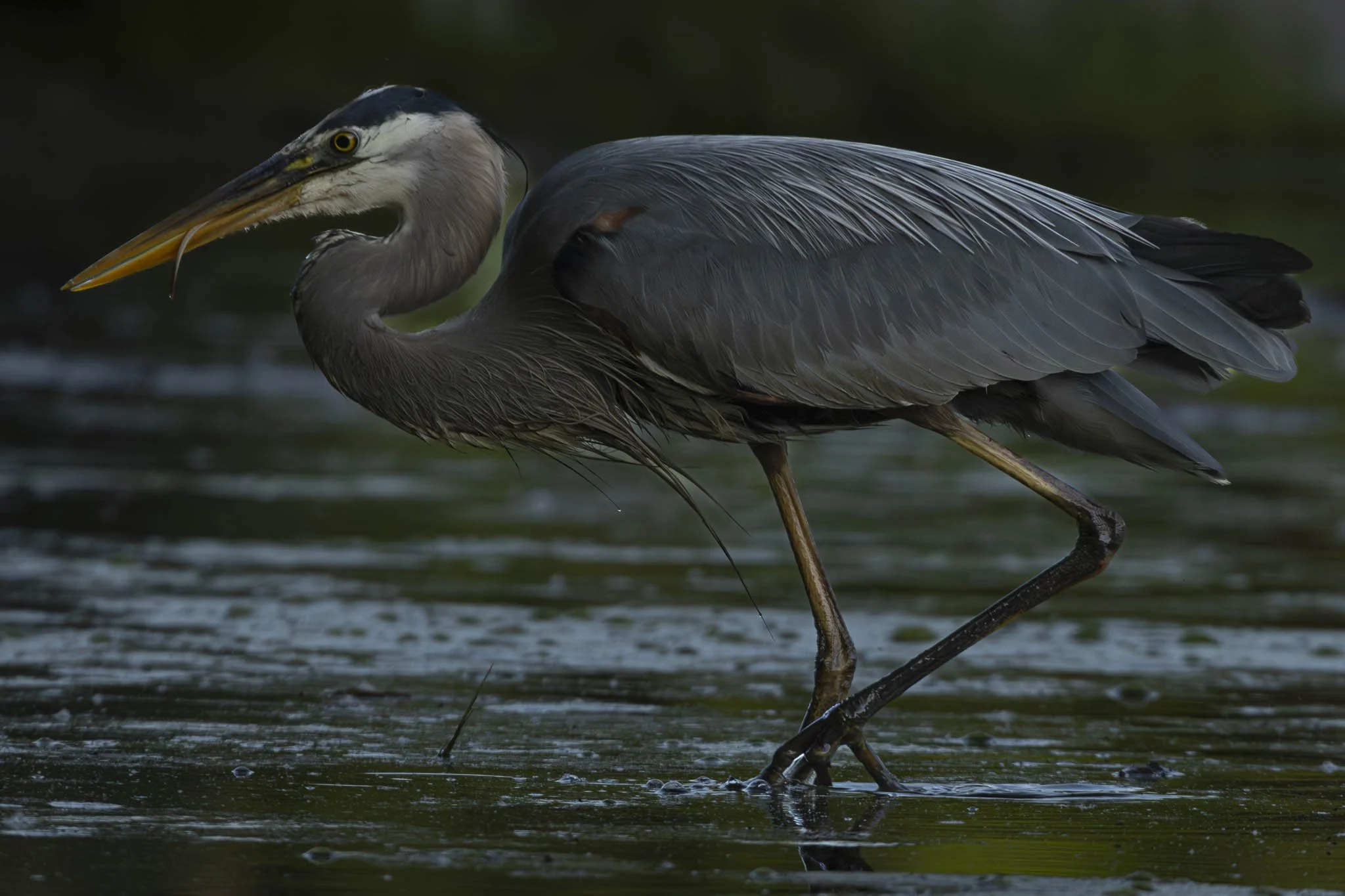 Low res animals-23.jpg