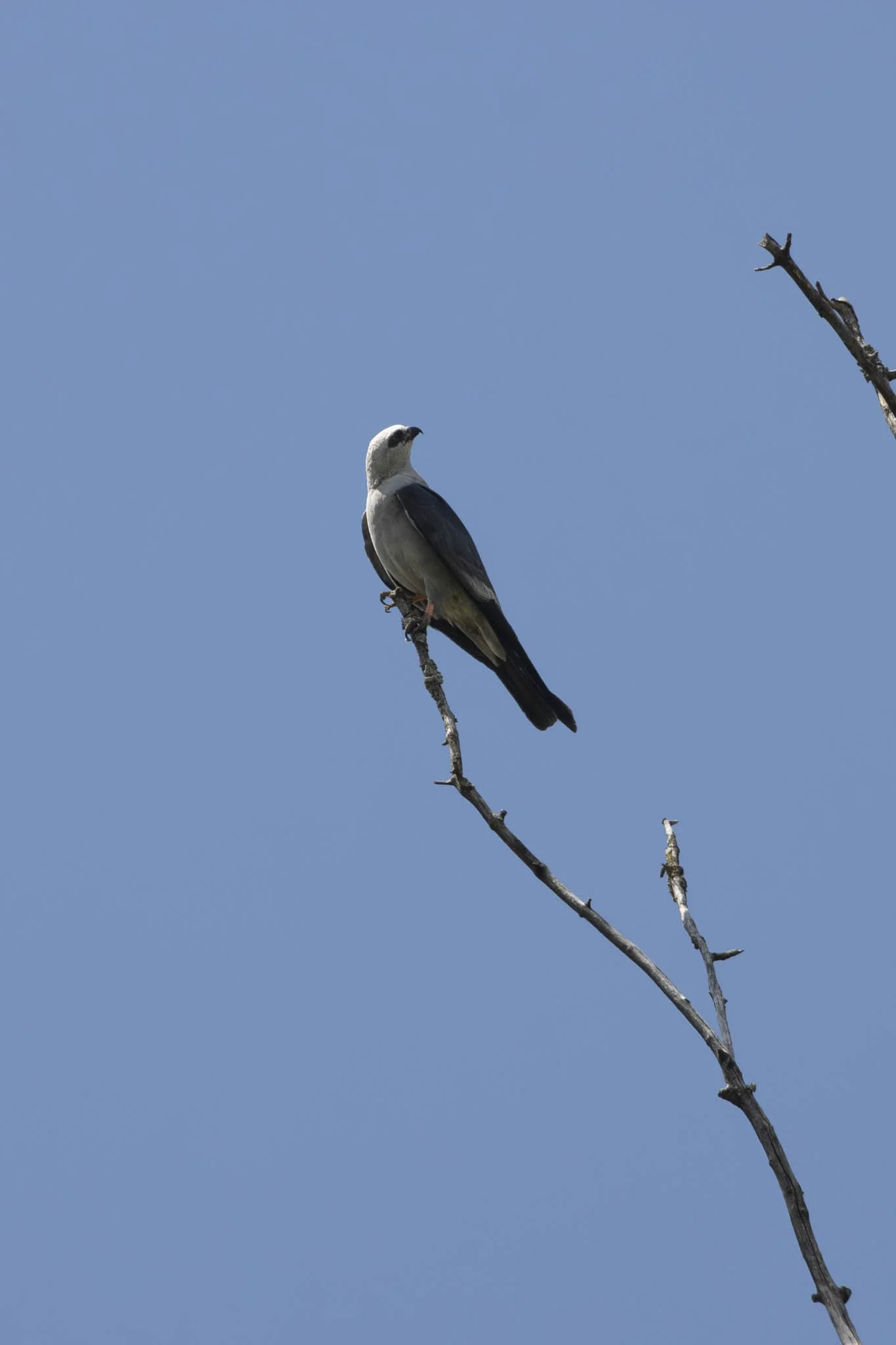 Low res animals-41.jpg