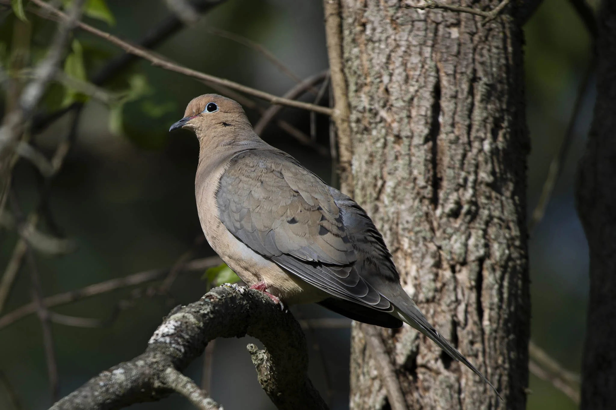 Low res animals-11.jpg