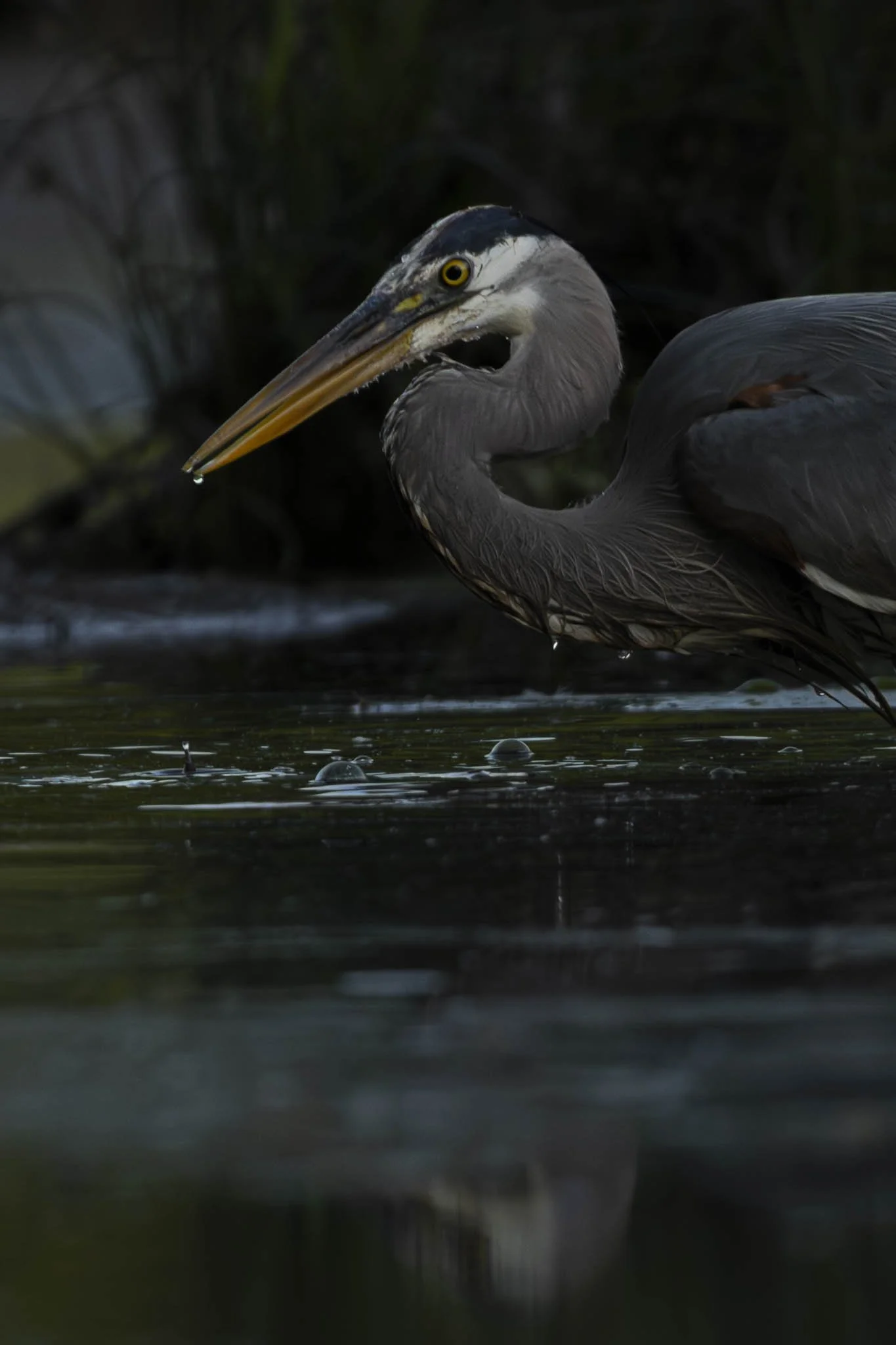 Low res animals-21.jpg