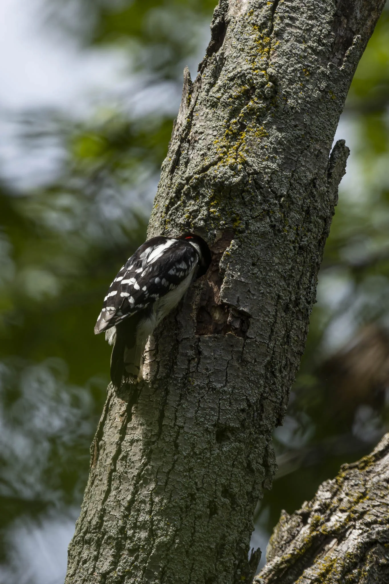 Low res animals-60.jpg