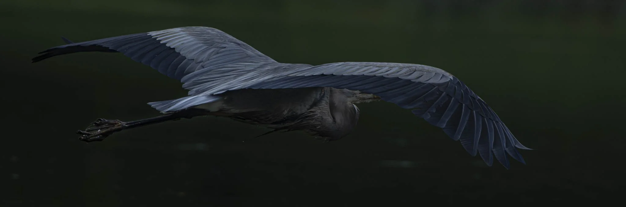 Low res animals-24.jpg