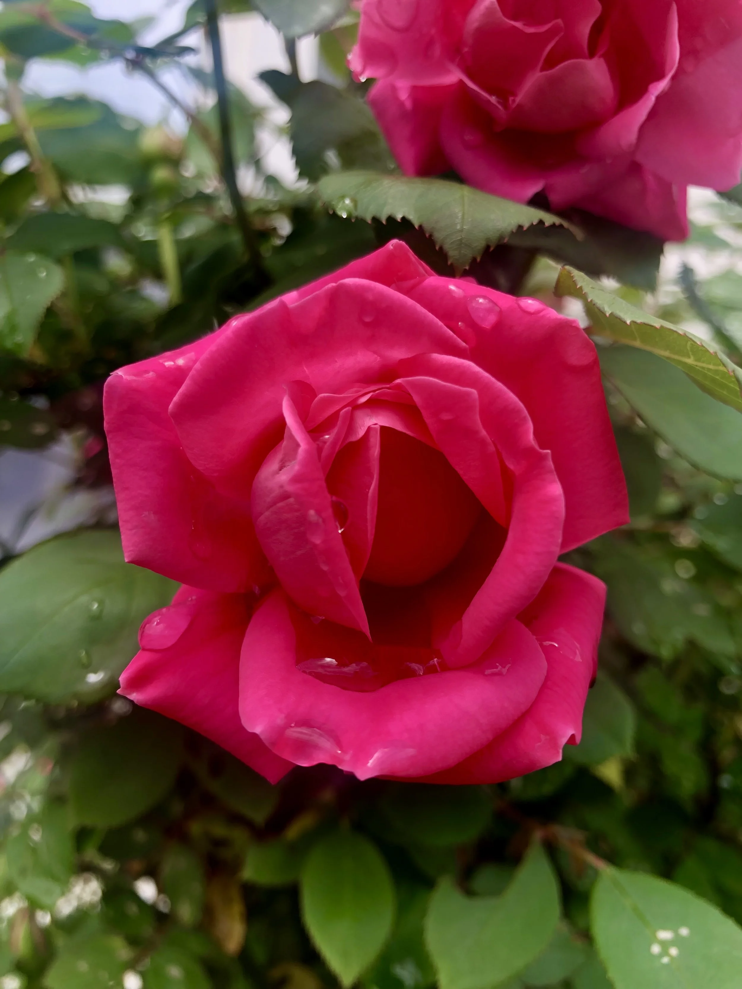Meet Rose