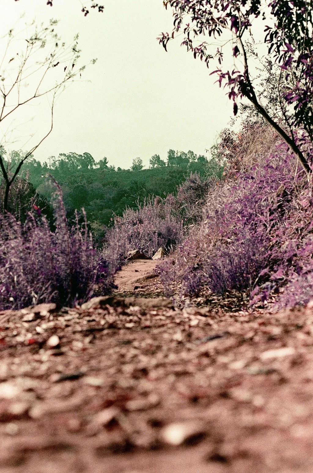 Nature trail with purple-tinted foliage and distant green hills under an overcast sky.