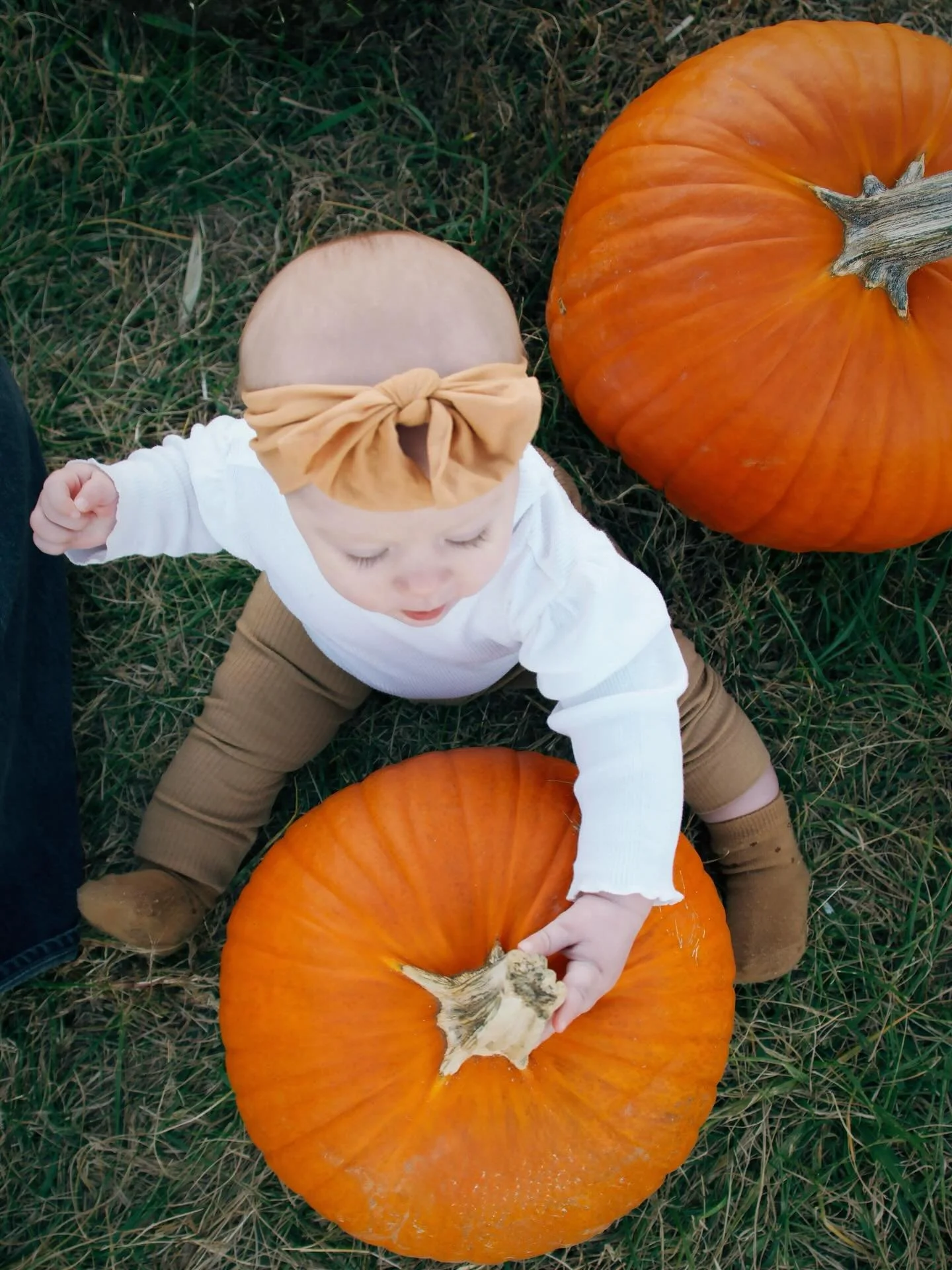 pumpkin babies !!!! 🎃🧡🍊🦇🍂🍁