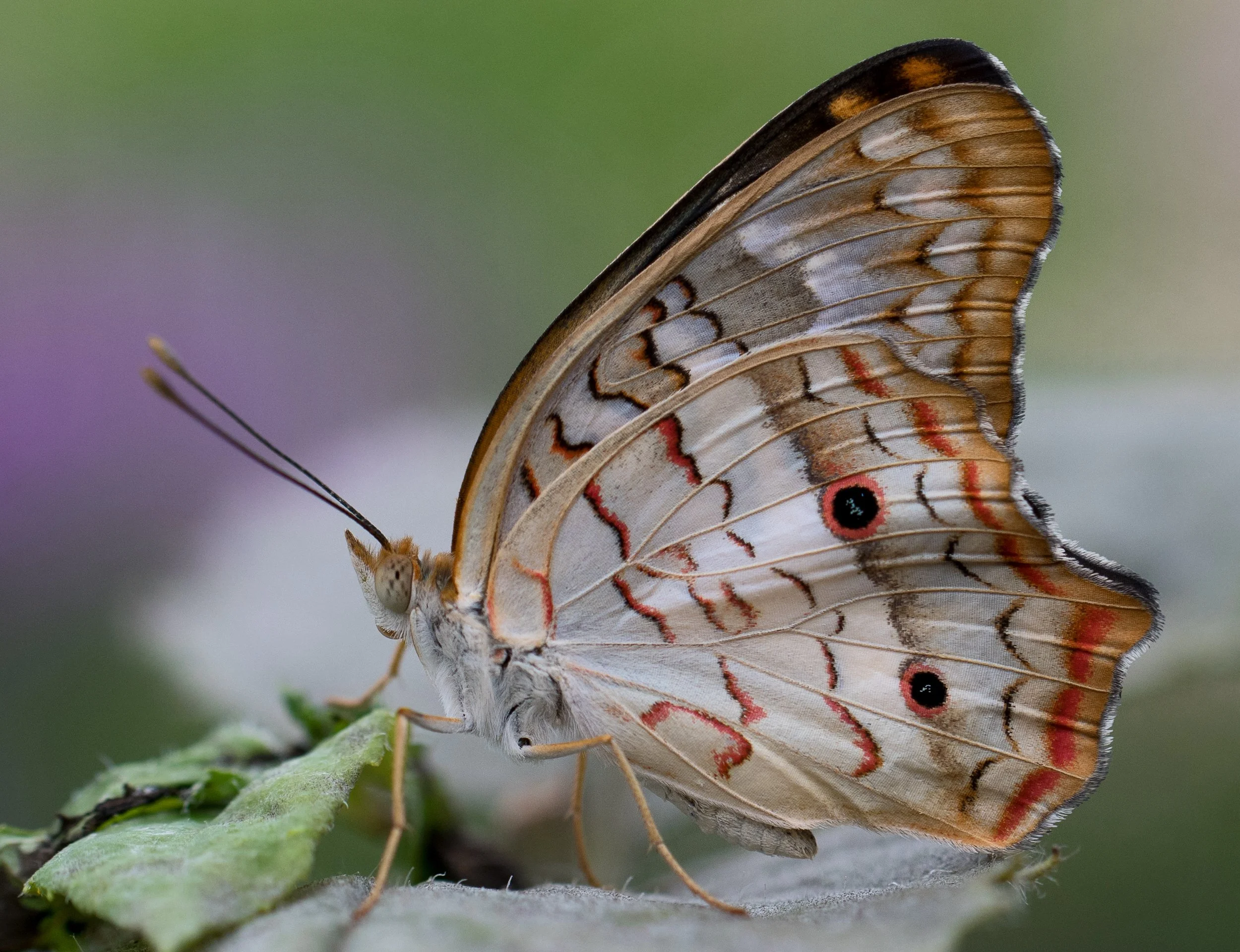 DSC_5676.jpg