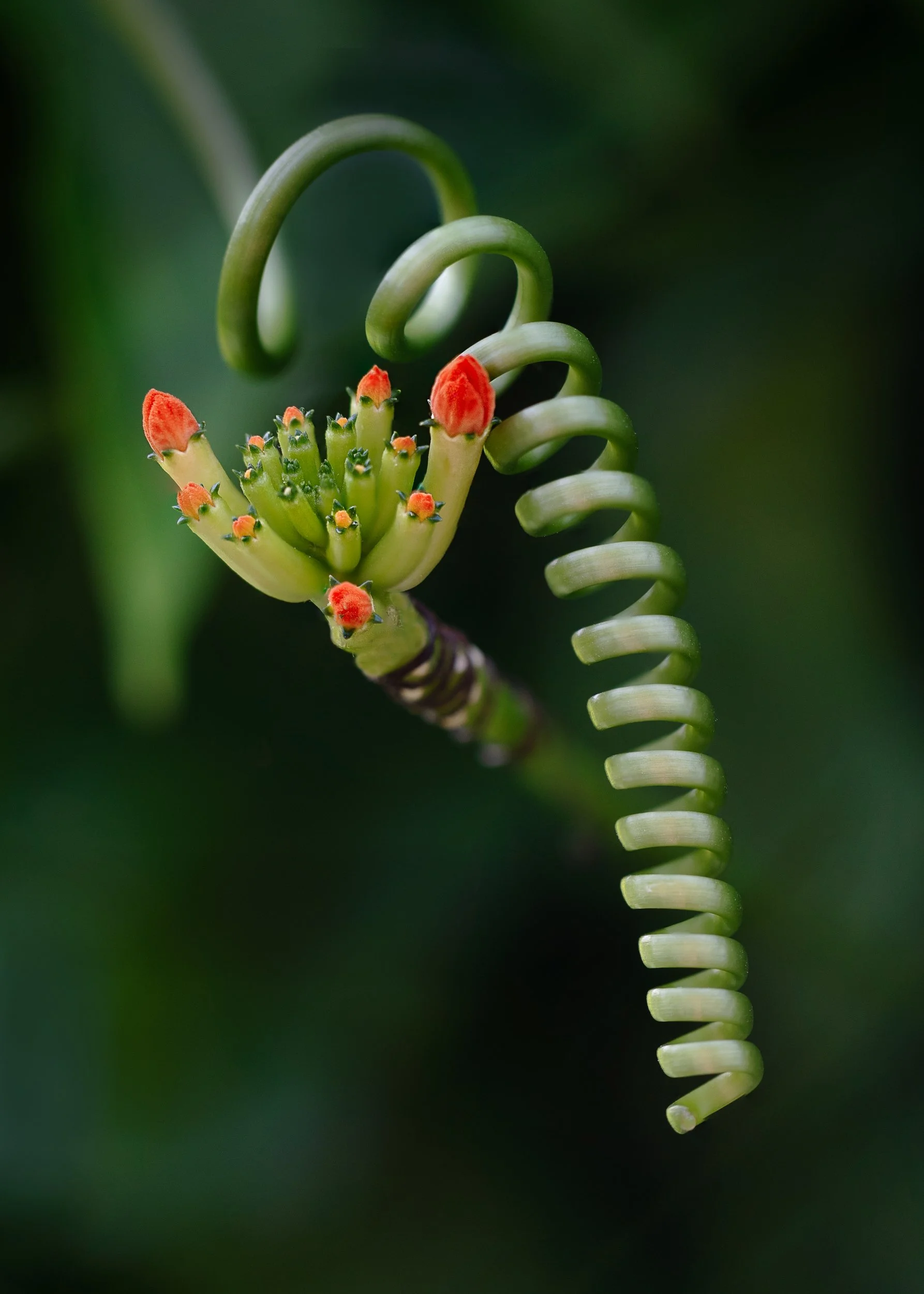 _DSC_3352 focus stack.jpg