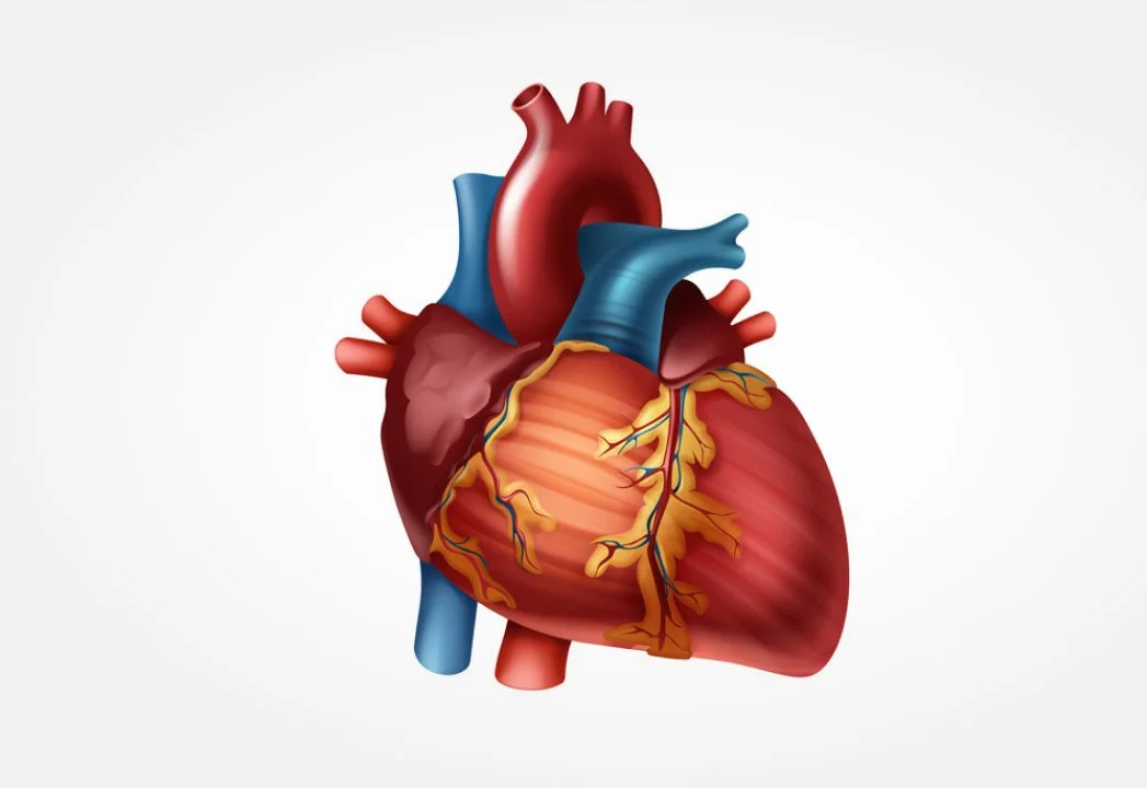 hjerte- og karsykdommer.jpg