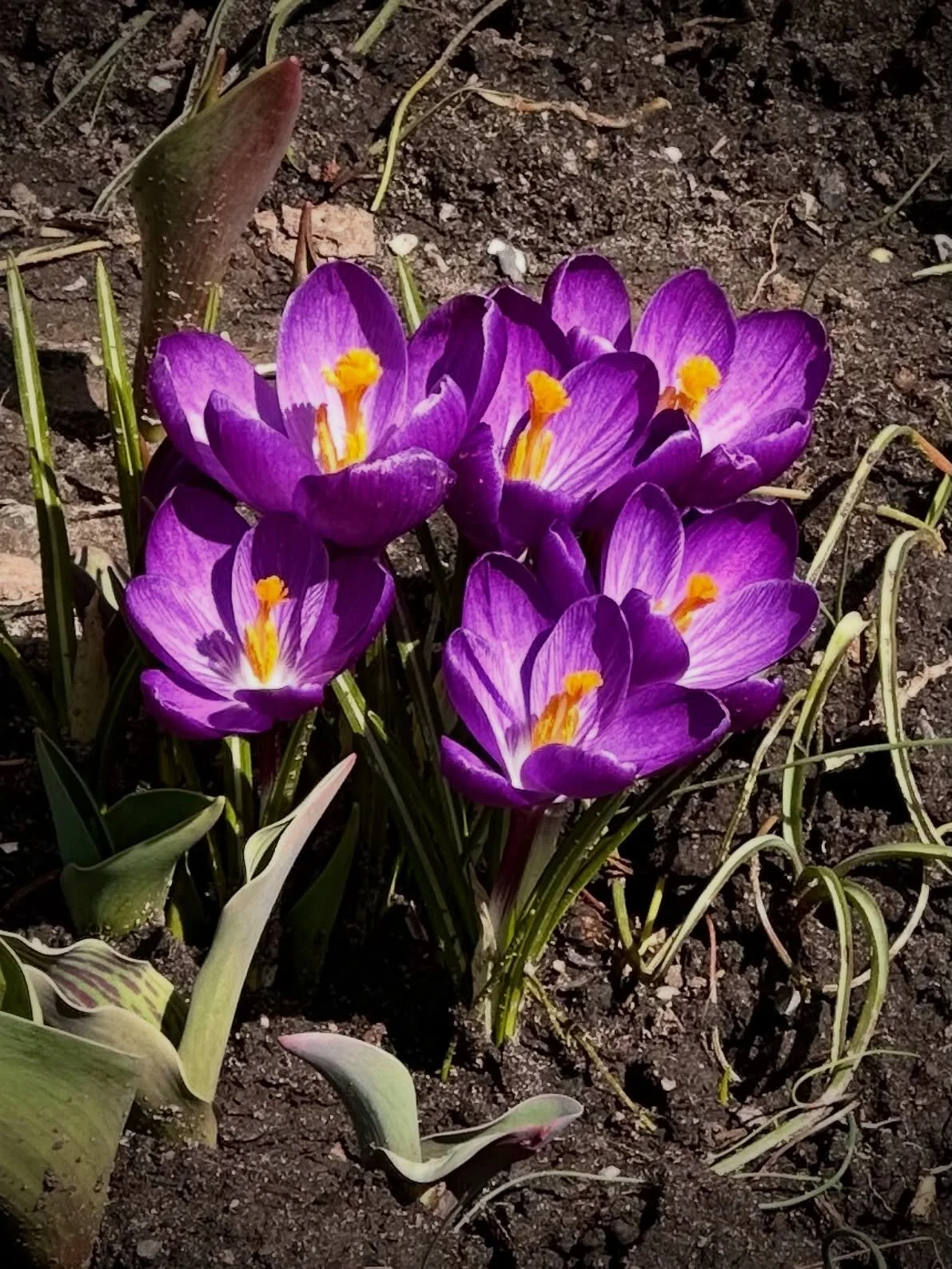 Spring is here, and with it comes a renewed energy across our neighbourhoods. One of my favourite things about this time of year is getting back out and walking through the streets of #OurWard3, noticing the buds beginning to appear on the trees, and