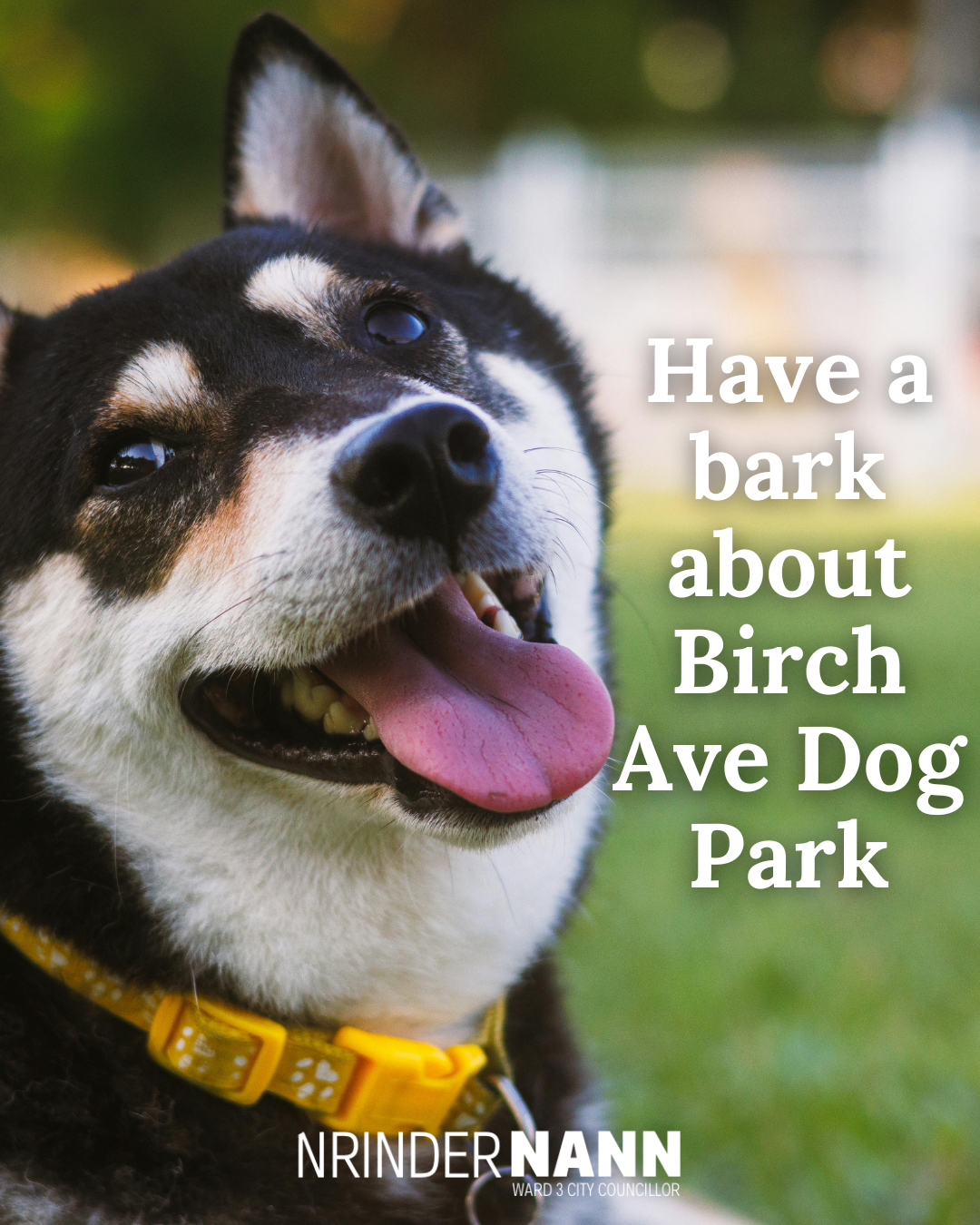 Have a Bark About Birch Ave Dog Park