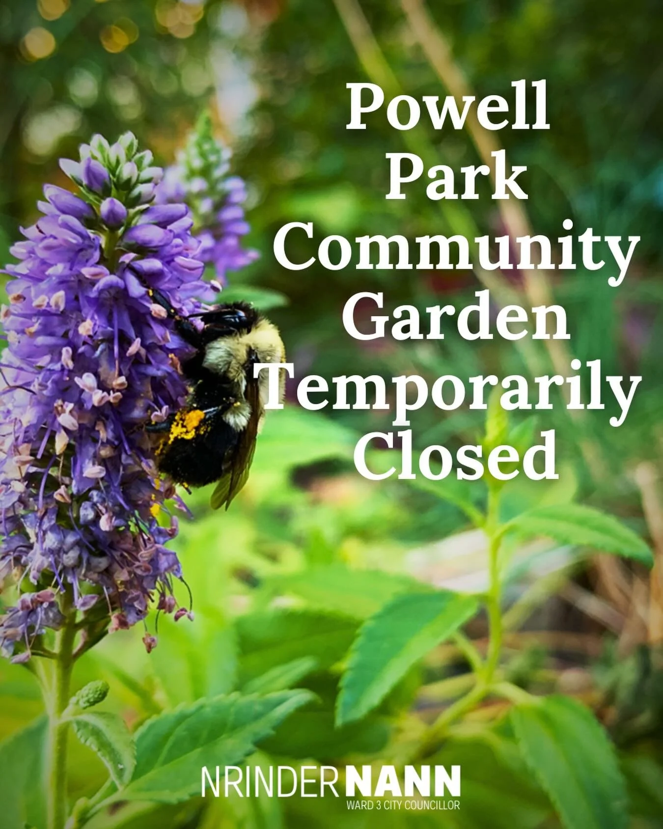 City Council has been informed today about the temporary closure of the Powell Park Community Garden, effective May 5, 2026, as a precautionary measure to ensure the protection of the residents who use the community garden to grow and harvest food.

