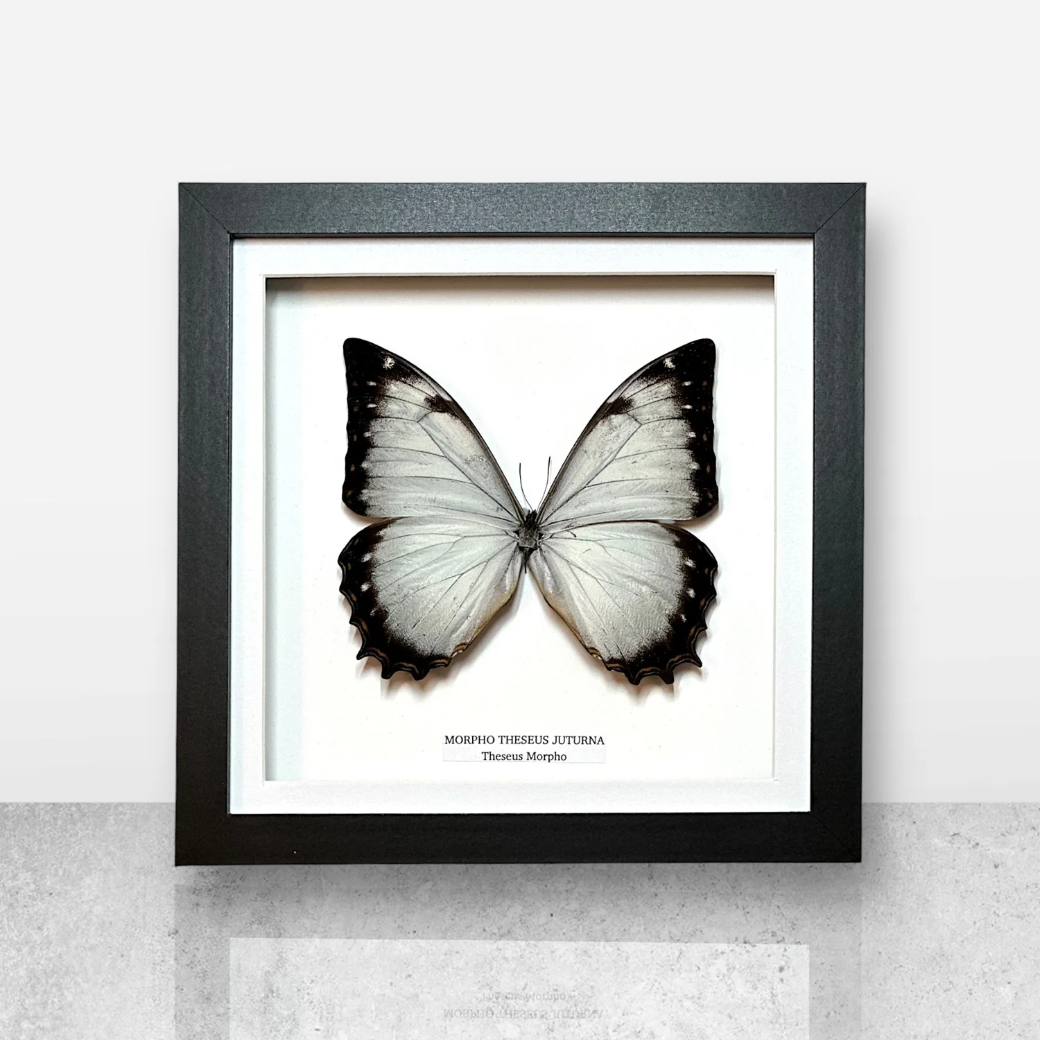 標本 Peru Morpho theseus juturna 126mm Unmounted Butterfly/Morphidae - Morpho theseus juturna, male