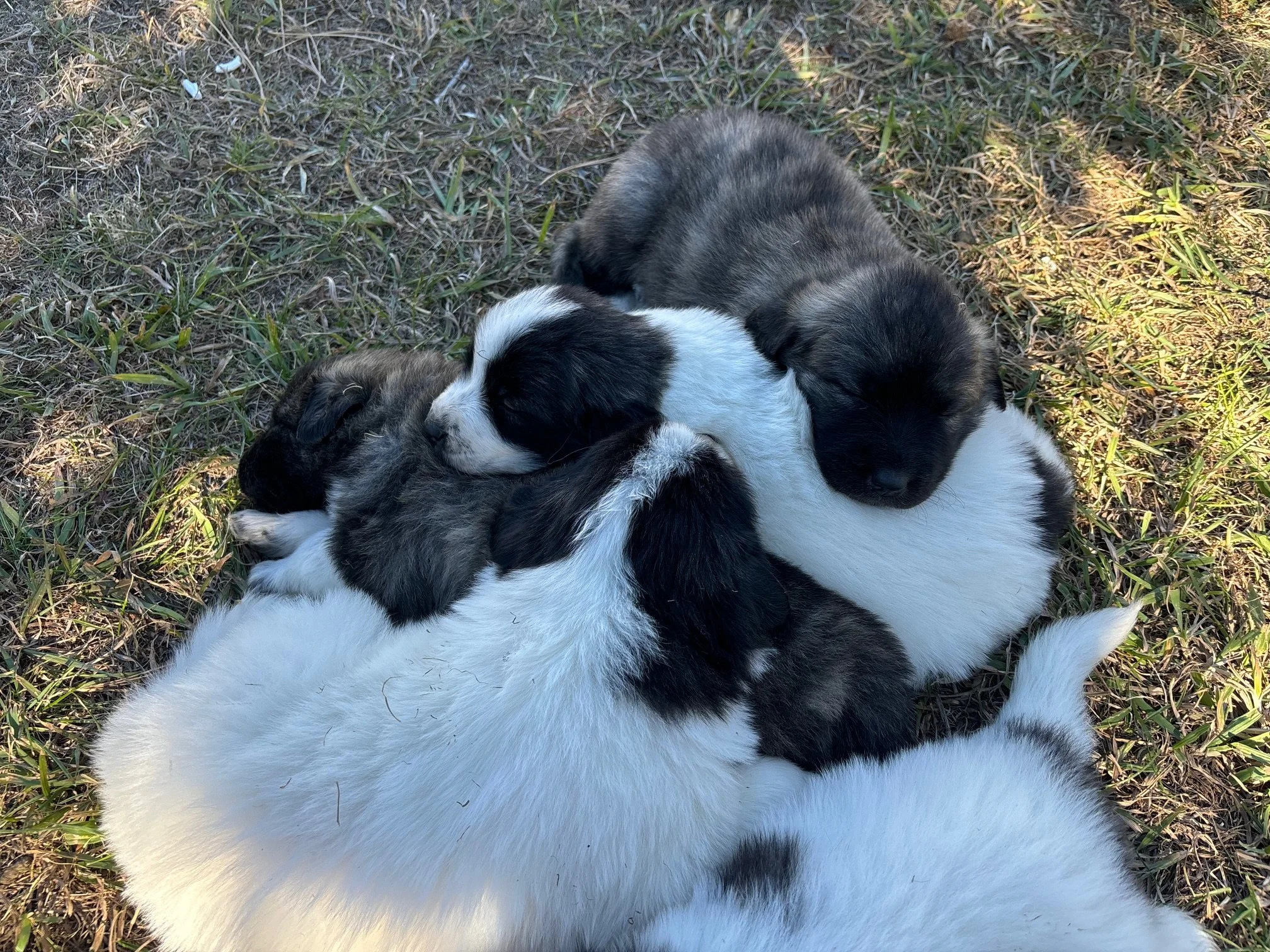 Four puppies, three with black and white fur and one with mostly black fur, cuddling on grass outdoors.