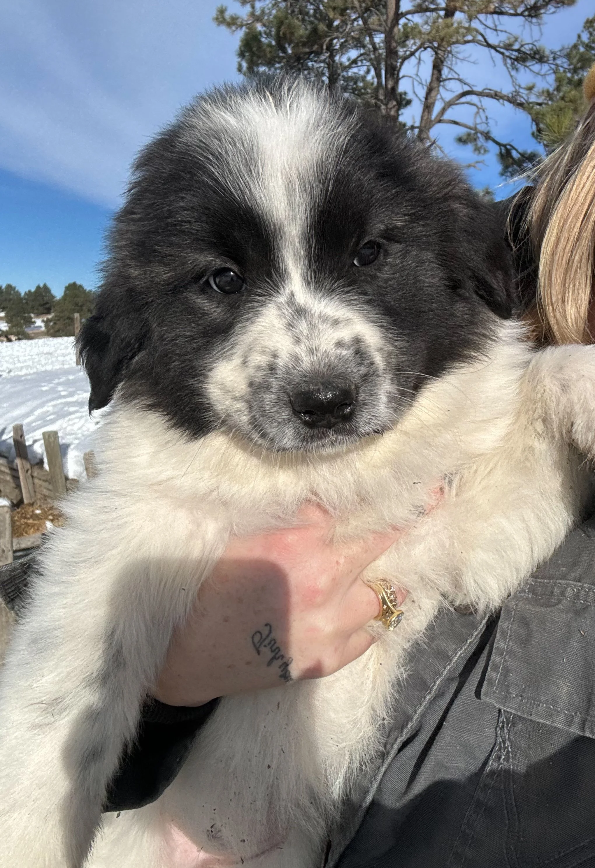 A person is holding a fluffy black and white puppy outdoors with snow on the ground and blue sky in the background.