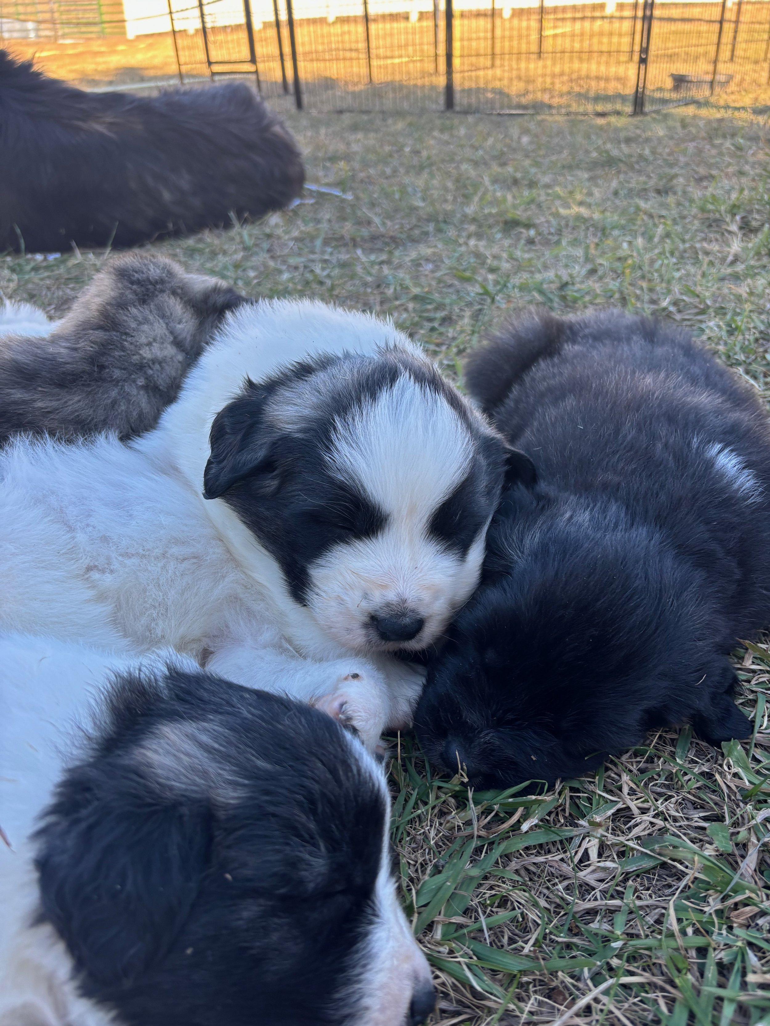 A group of four adorable puppies, mostly black and white, lying on grass with a fence in the background, during sunset.