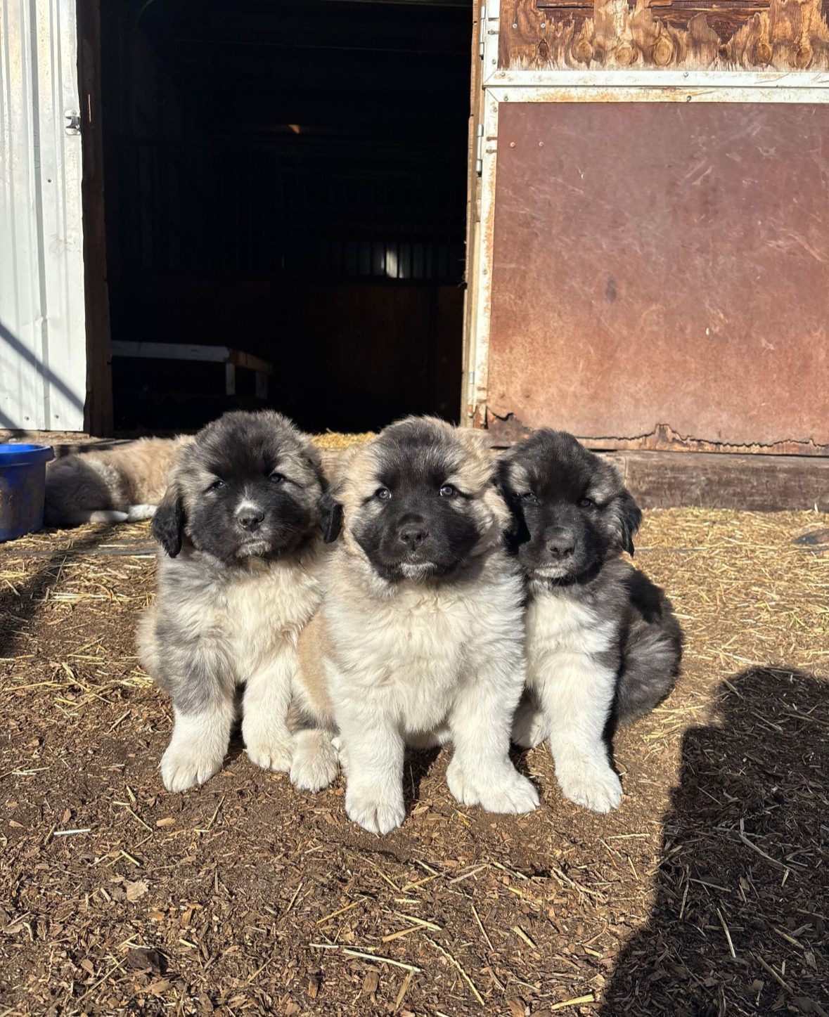 Sig, Ruger, Sniper (Nyx/Ghost)